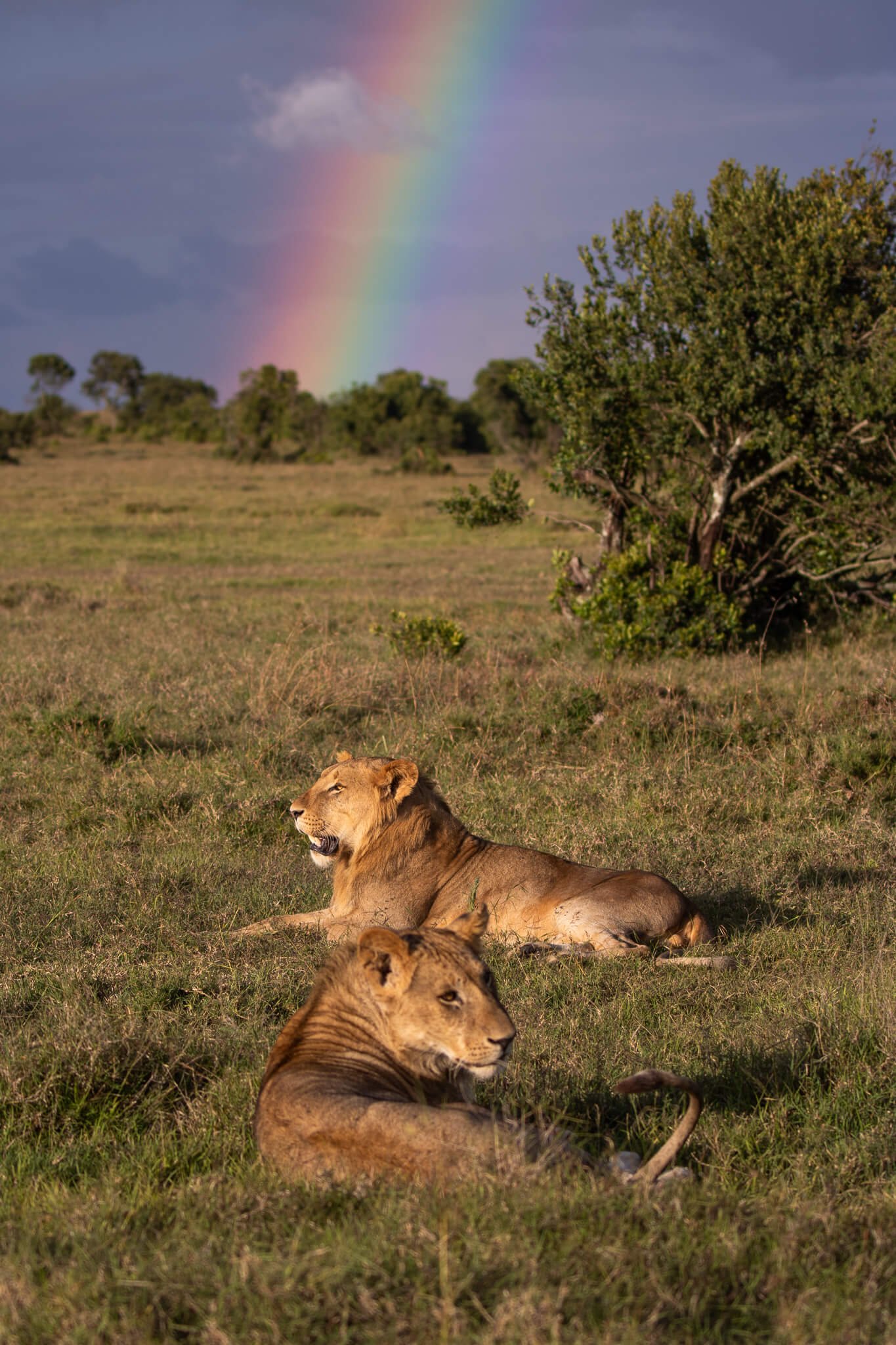 Rainy season lions in Kenya