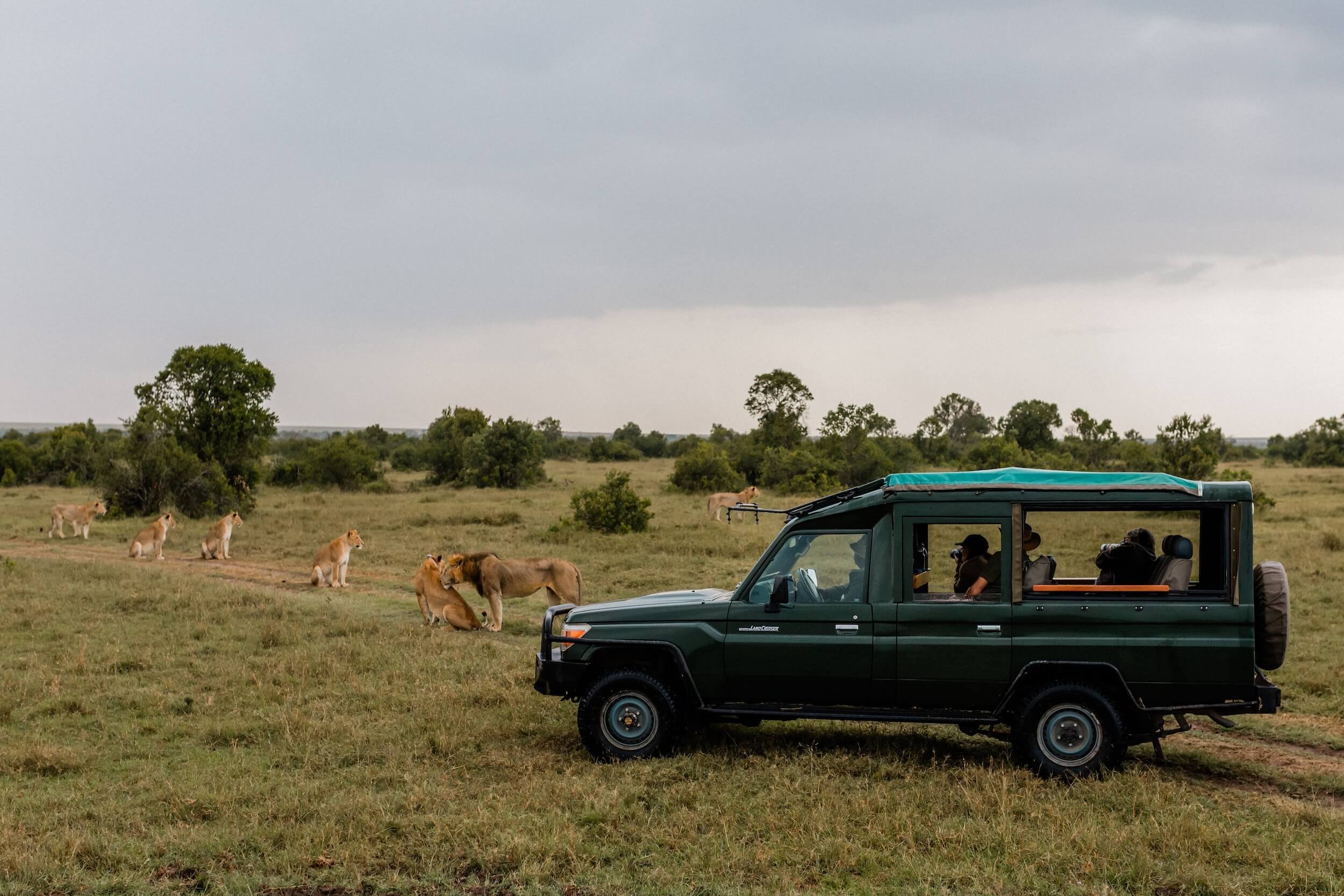 Lions on a first time safari to kenya