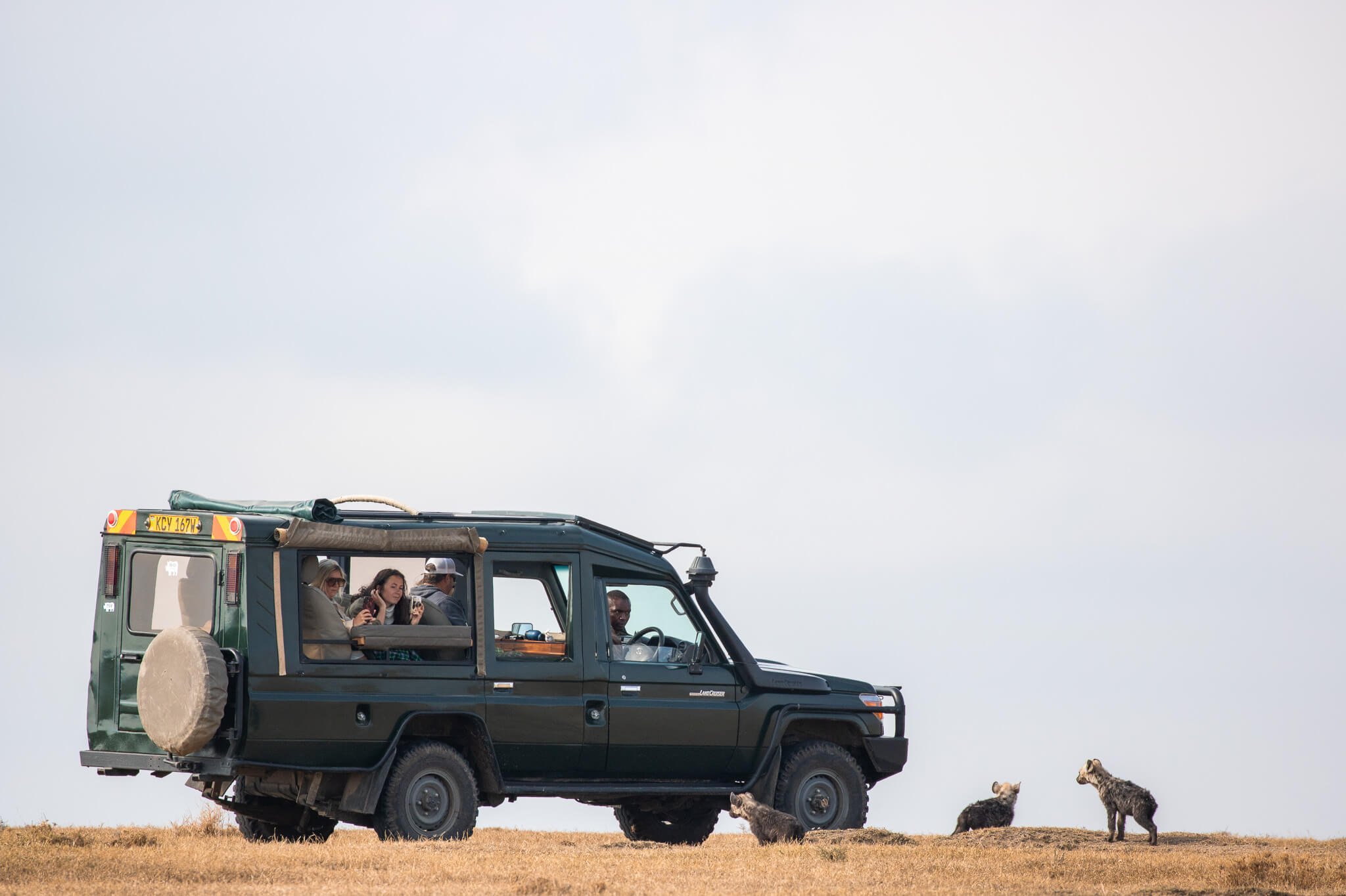 July Kenya Safari: hyena pups approach The Safari Cottages