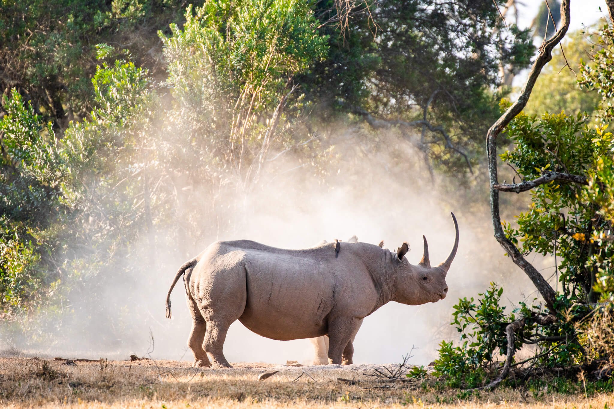 July Kenya Safari: a black rhino on Ol Pejeta