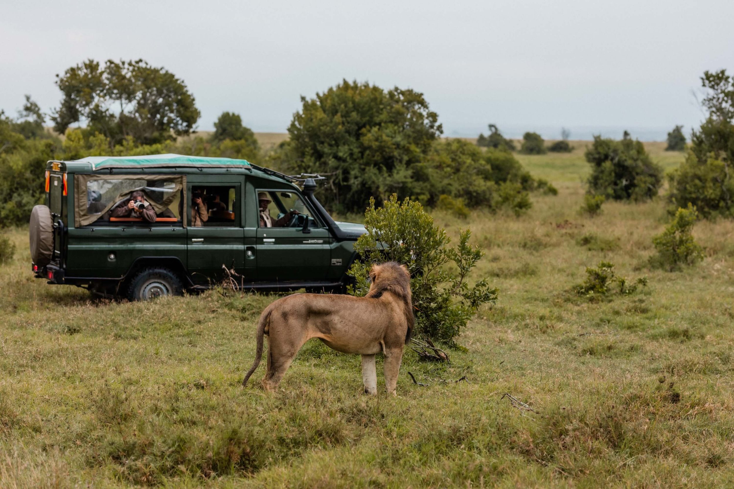 Kenya wildlife  - lions in November on Ol Pejeta