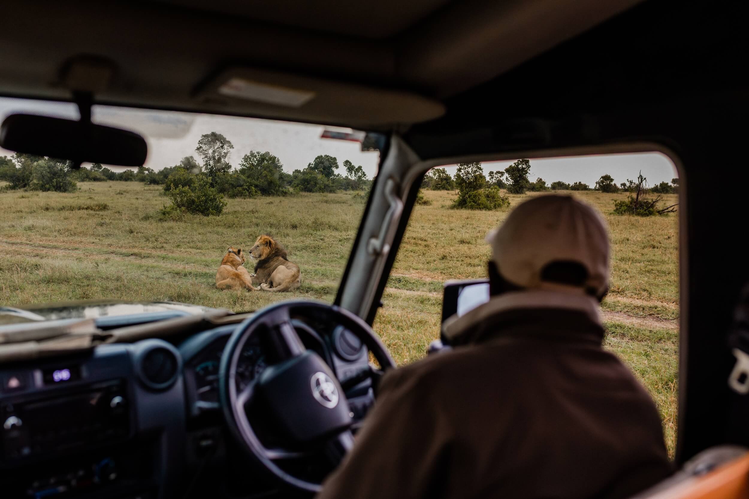 Lions on a game drive on Ol Pejeta