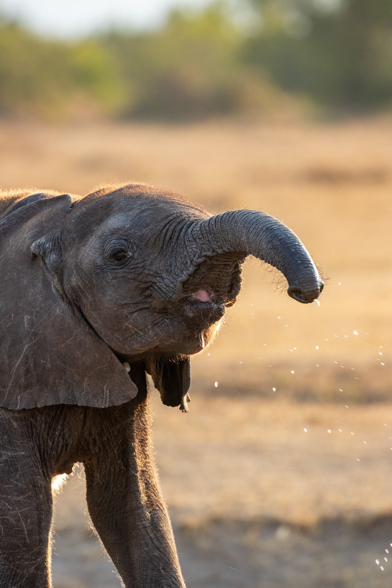 July Kenya Safari: elephant plays in the water