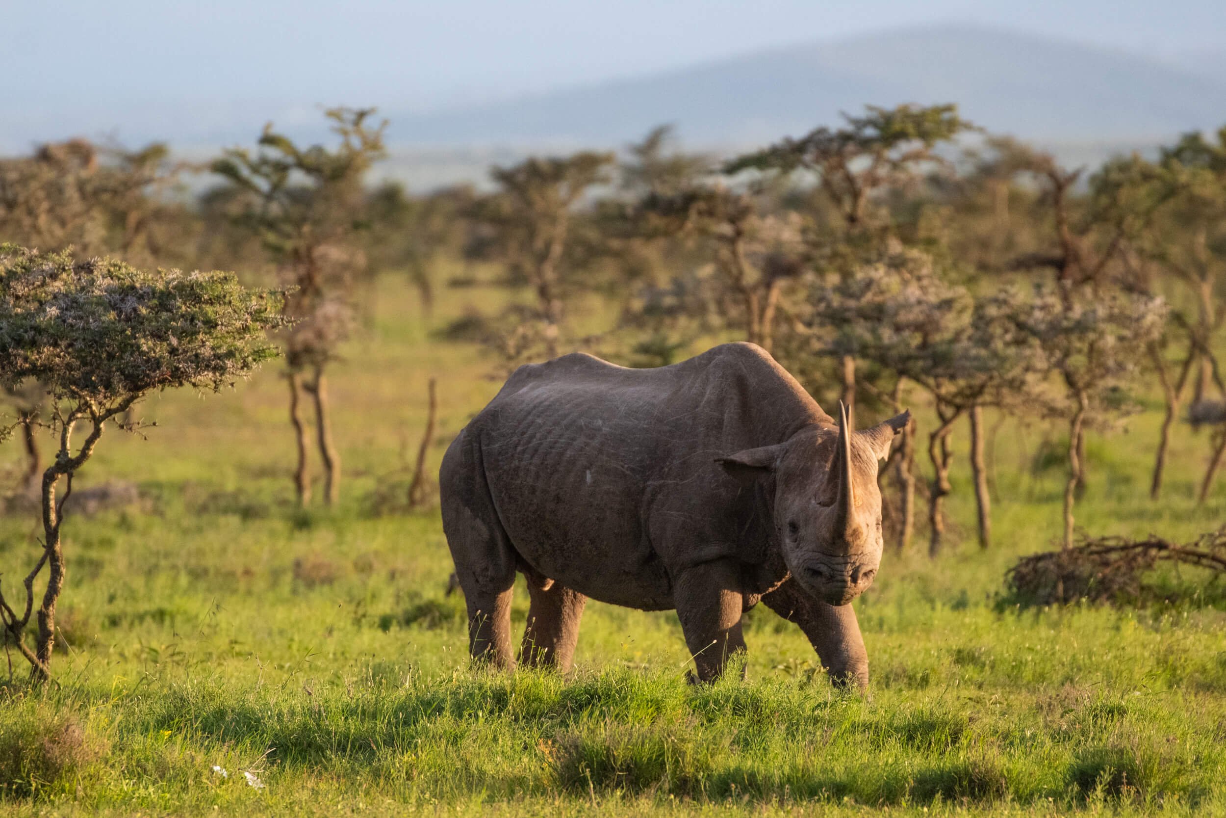 Kenya wildlife  - black rhino on Ol Pejeta