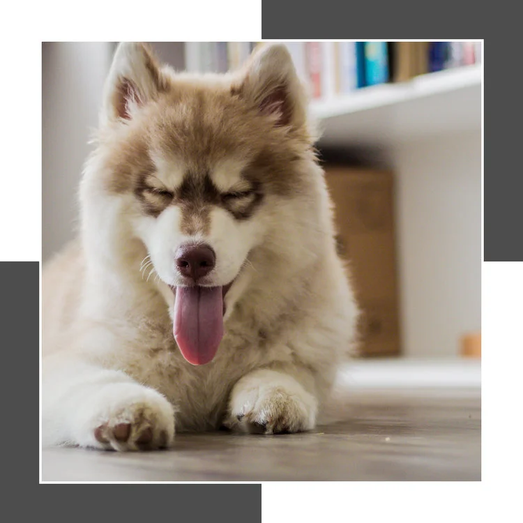 How-Even-Pet-Owners-Can-Get-the-Hardwood-Floor-of-Their-Dreams-.jpg