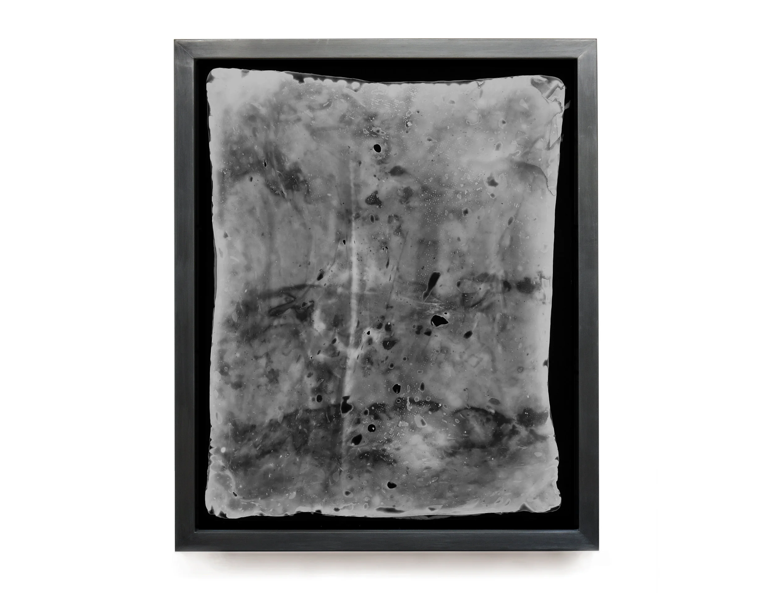 A.xylinum 13. Unique Silver gelatin photogram. 20 x 16 inches. 2017.