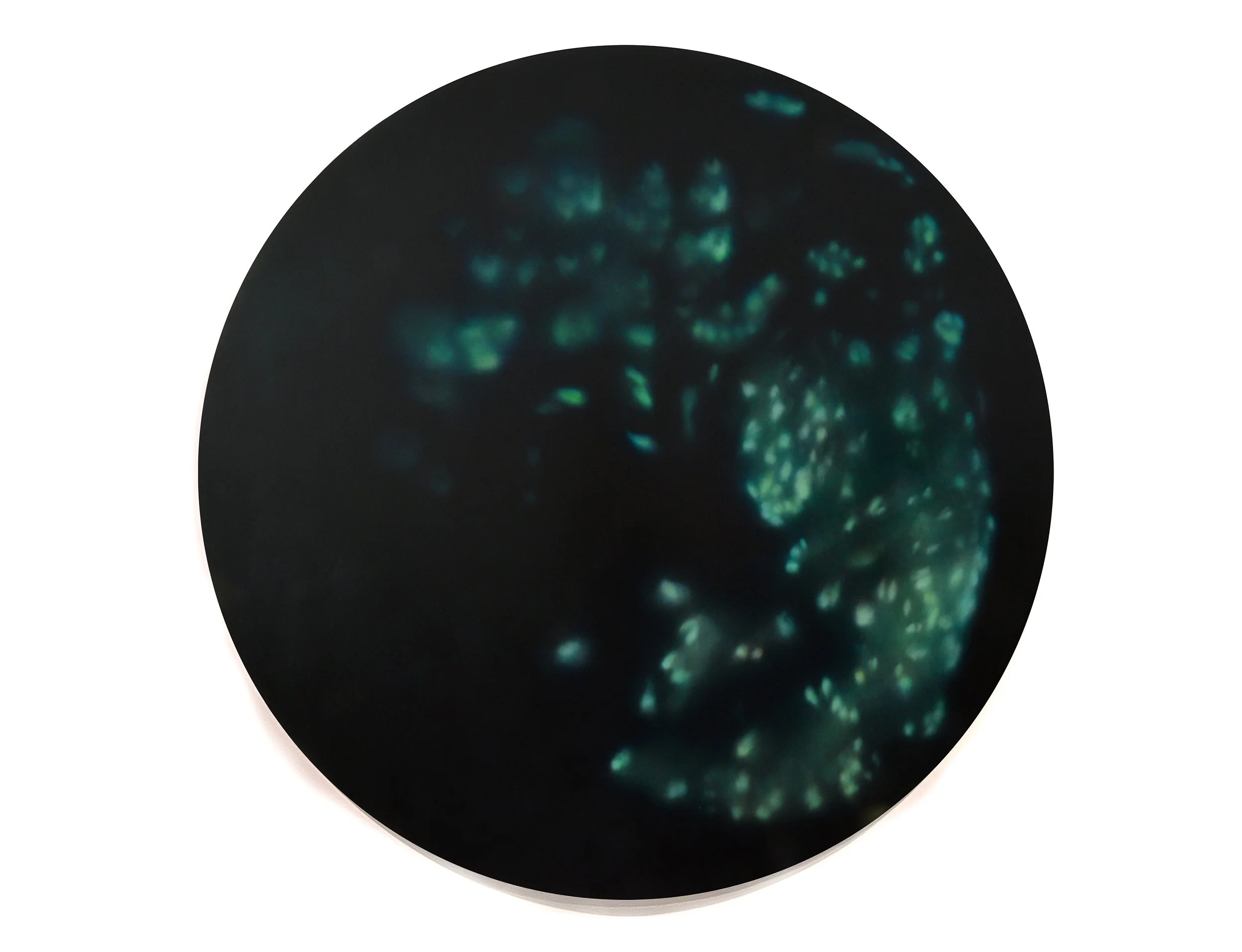 Of Forms Transformed to Bodies New and Strange 3 . (Crispr-edited wheat embryos.) Oil on panel. 48 x 48 inches, 2019.