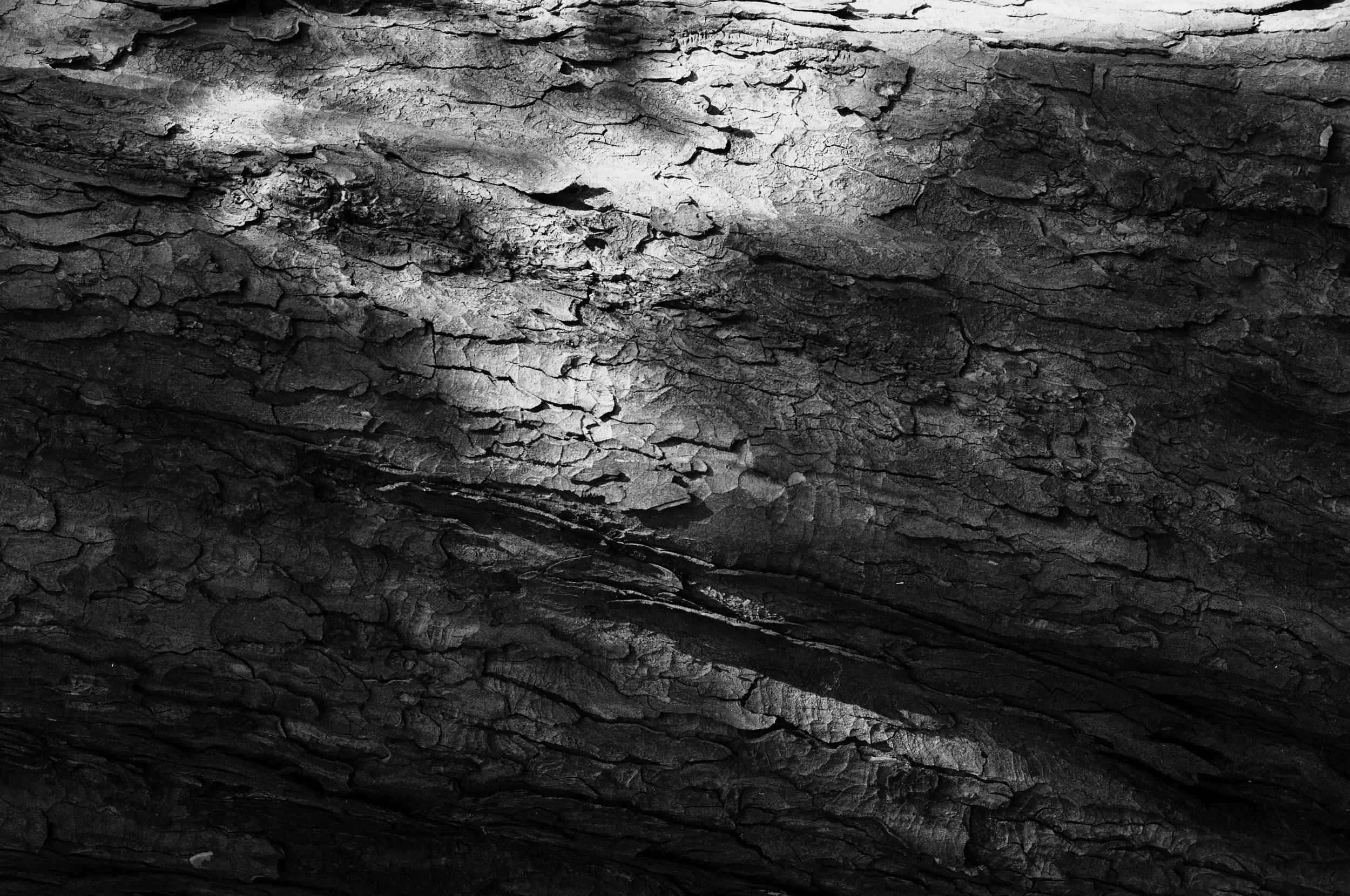 SycamoreBark&LightB&CMod.jpg