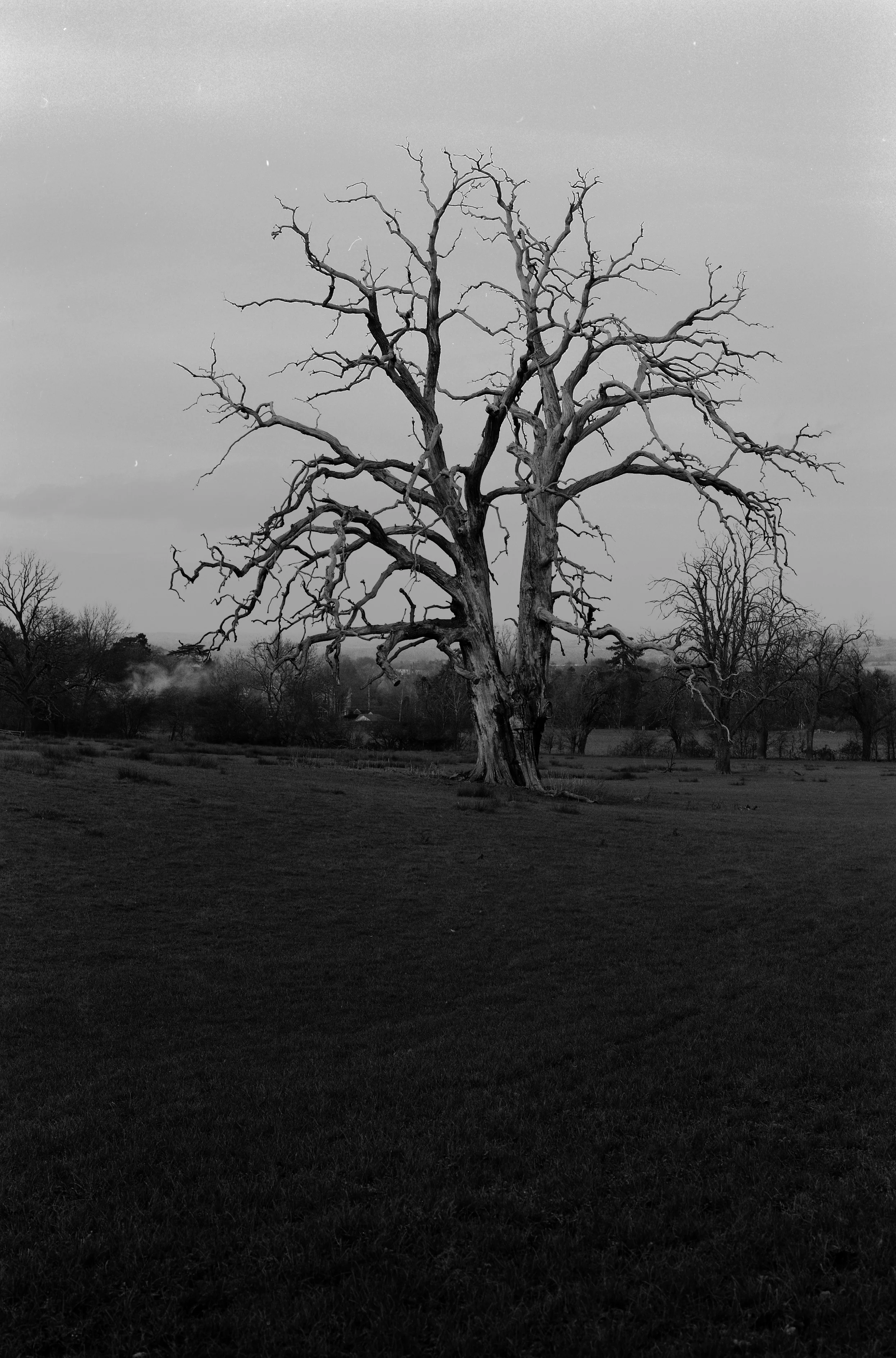 SycamoreSkeletonCotwoldsWinter2016B&CMod.jpg