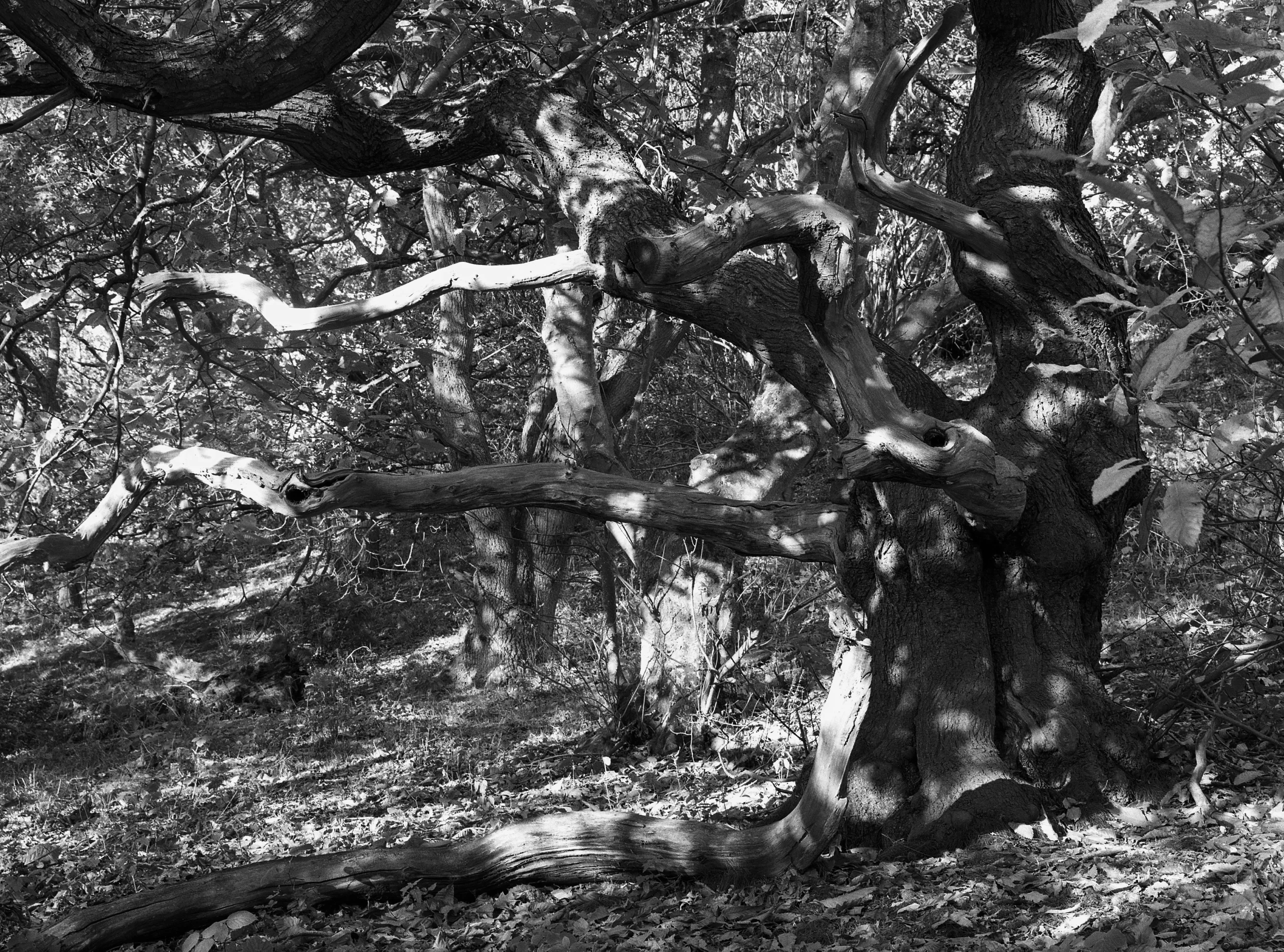 Sweet Chestnut, Byres Wood, East Lothian, Scotland