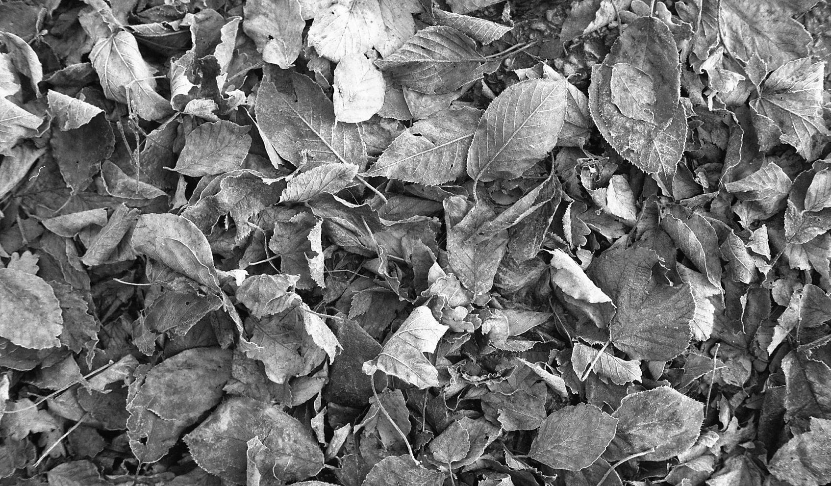 autumn...