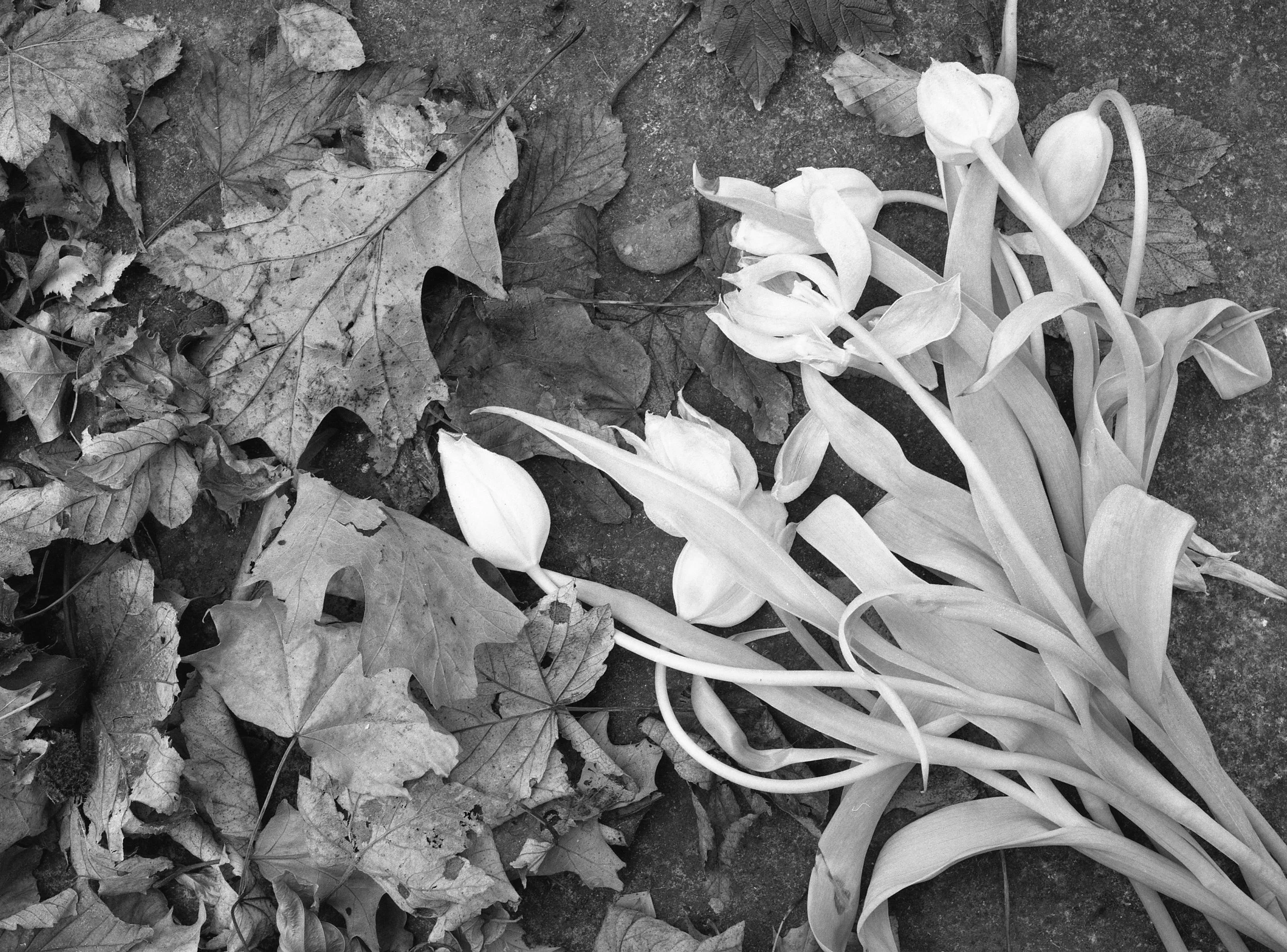 OldTulips1.jpg