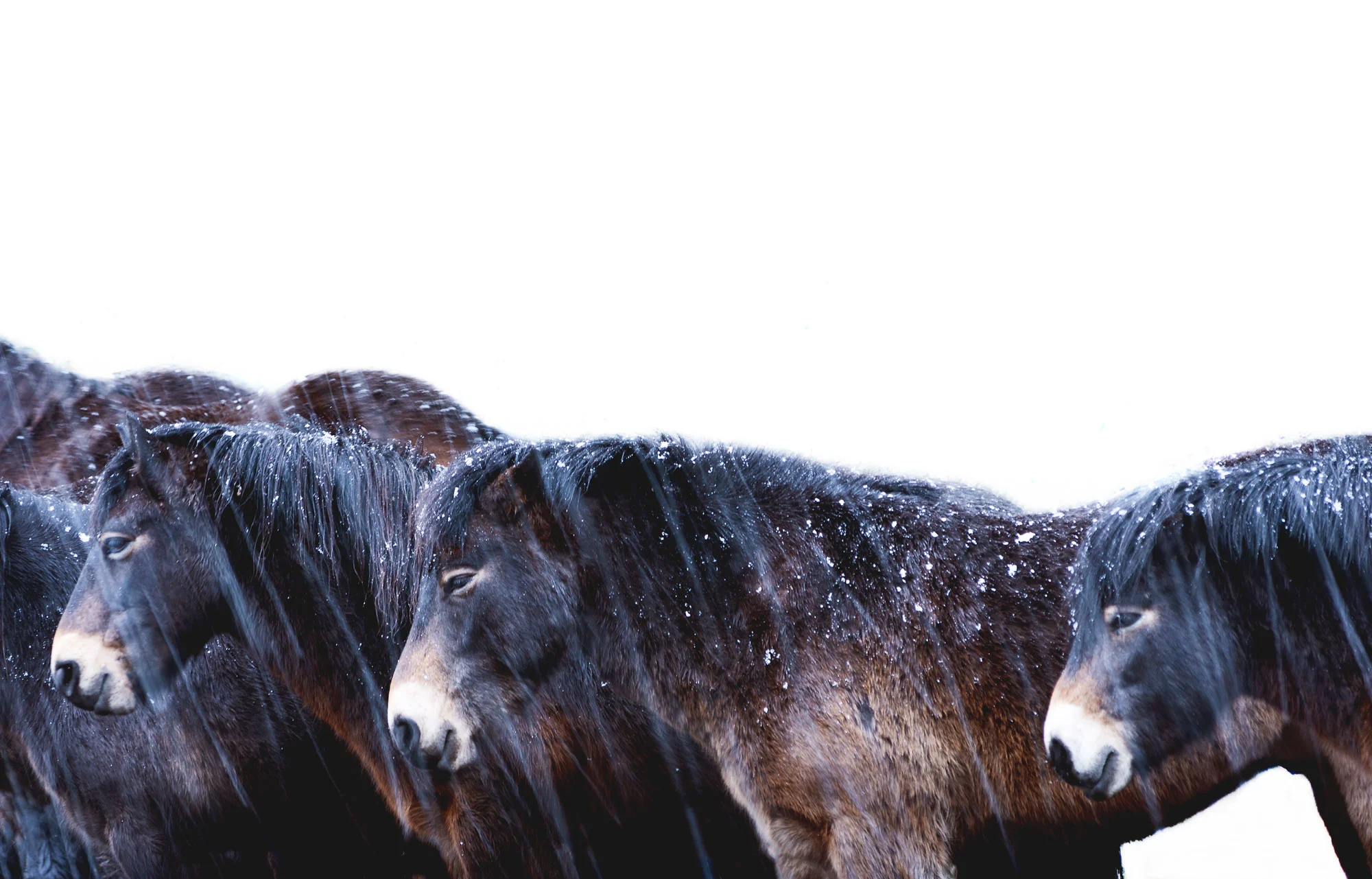 Exmoor Ponies January 2018 (click to enlarge)