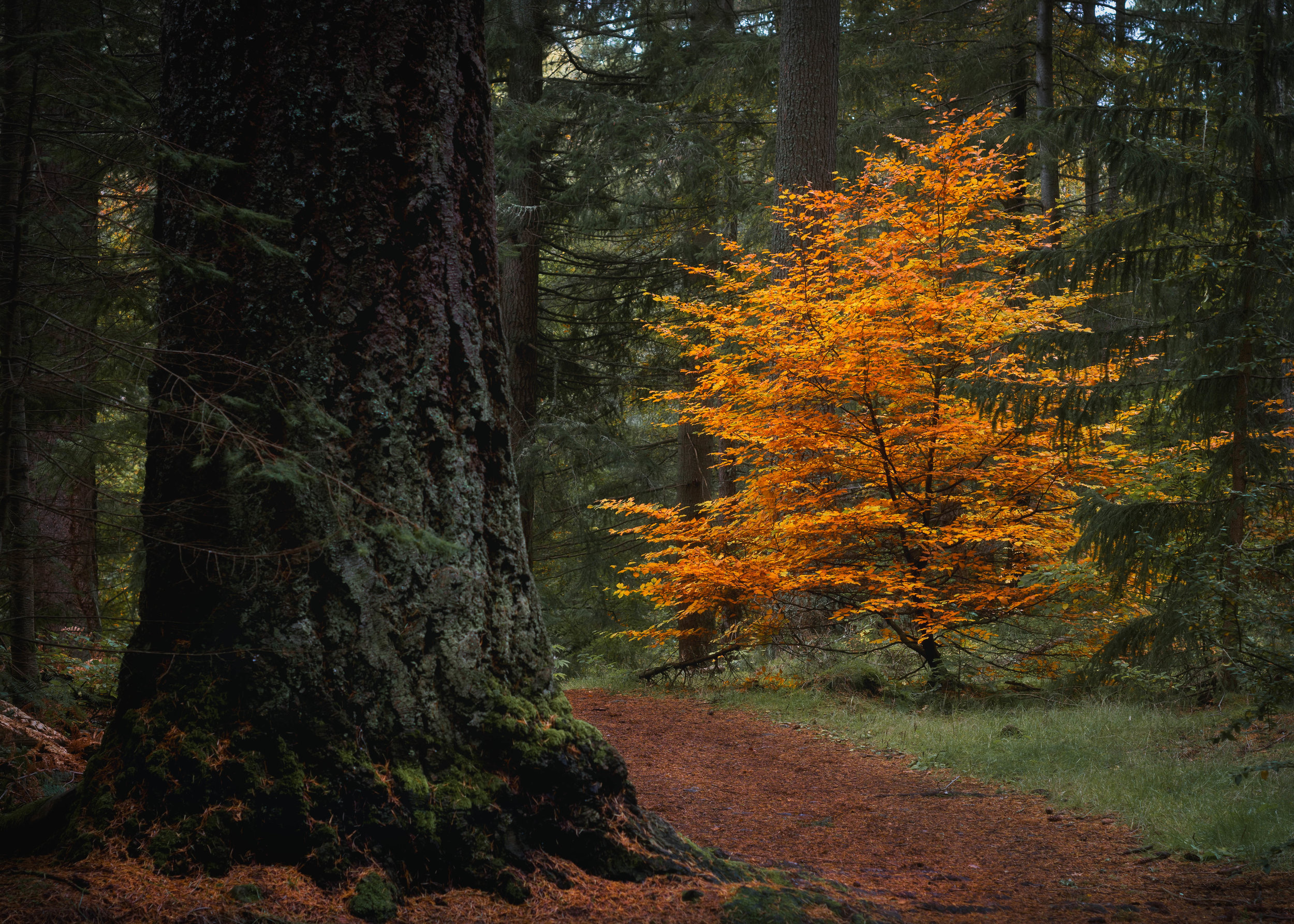 Faskally Wood