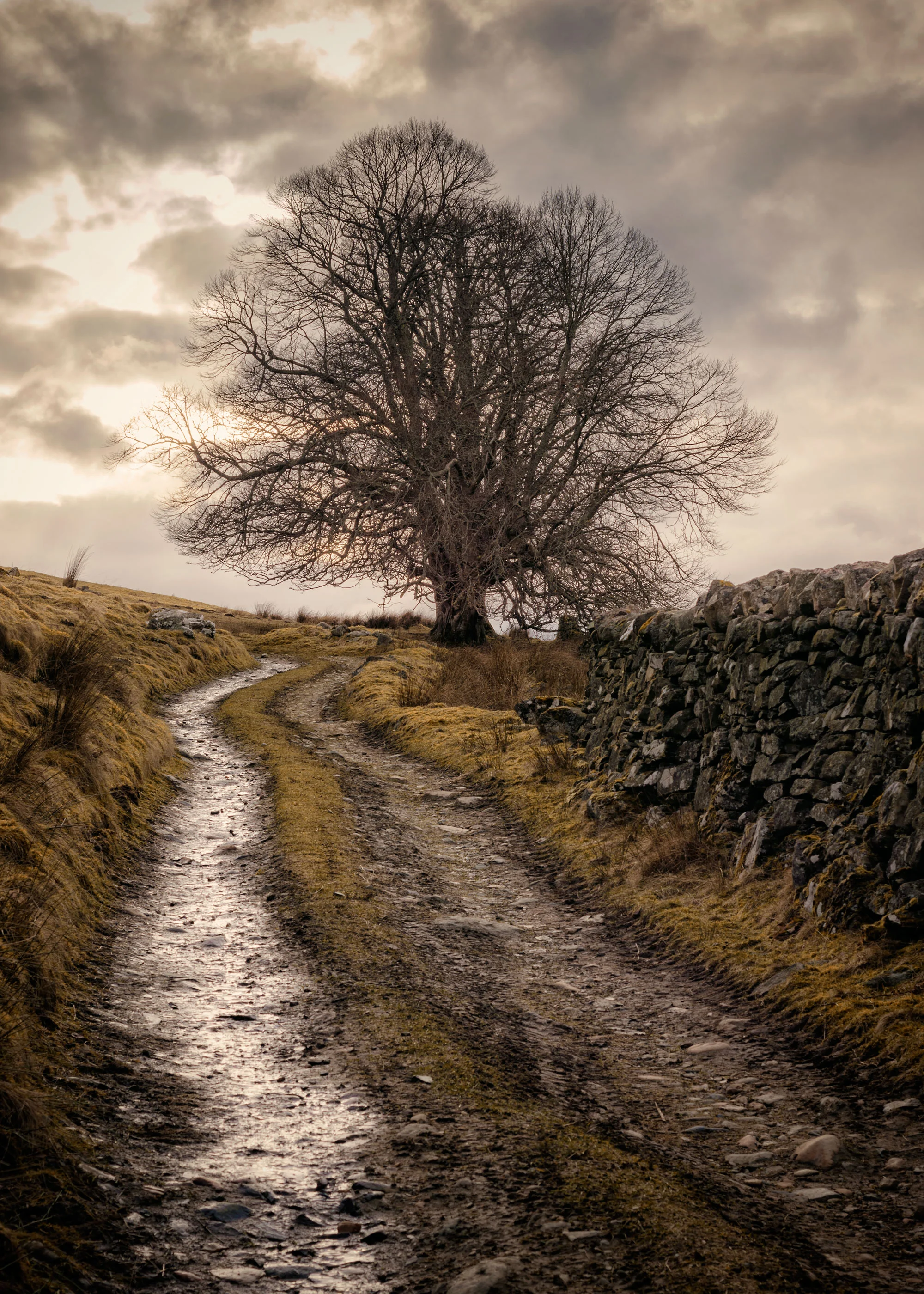 Acharn Tree March 2018. (click to enlarge)