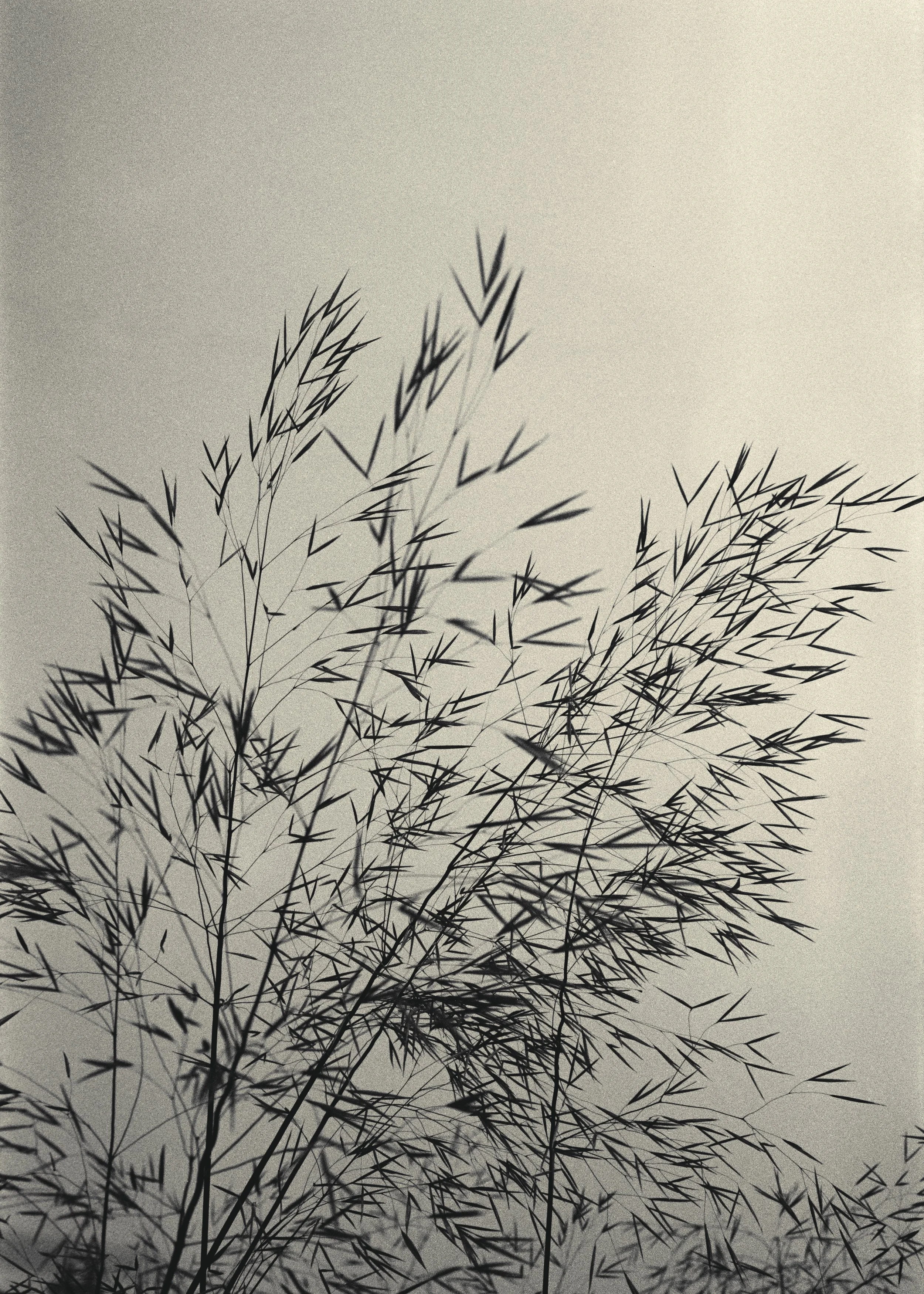 grass with rain approaching  - jch street pan 400 135