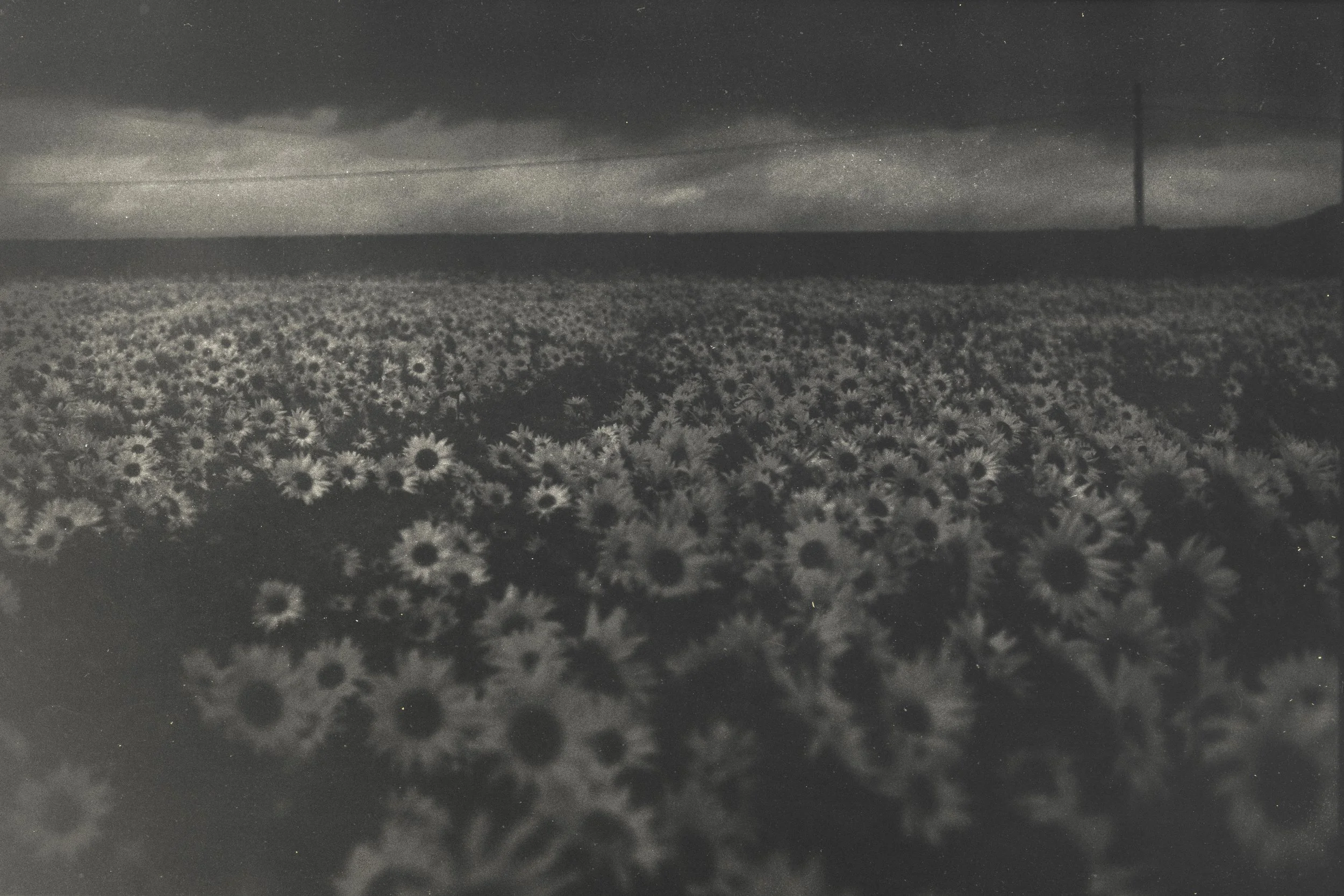 night time sunflowers 2 - ferrania p30 135