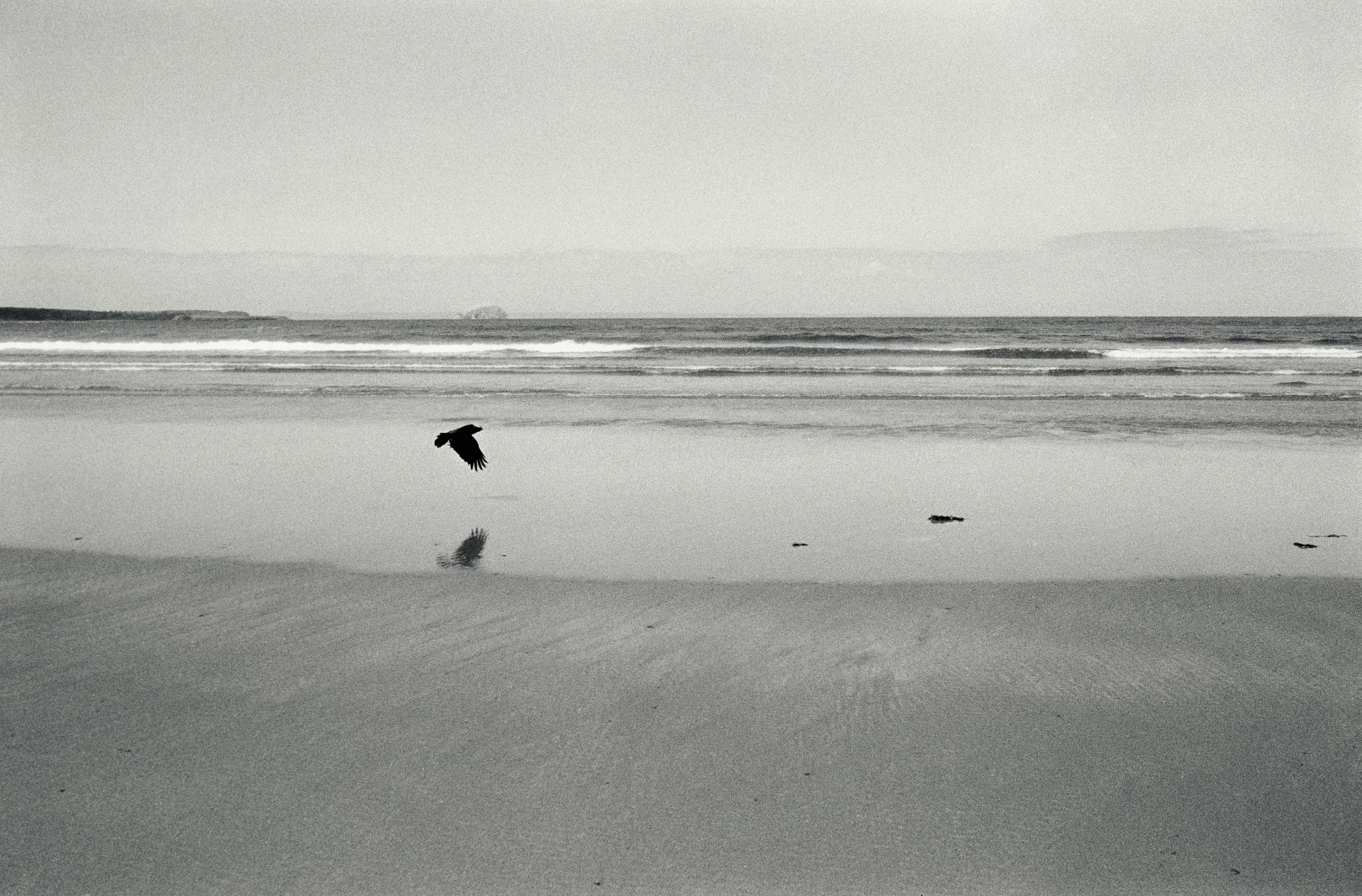 trying to form an alliance with a crow - ilford hp5 135