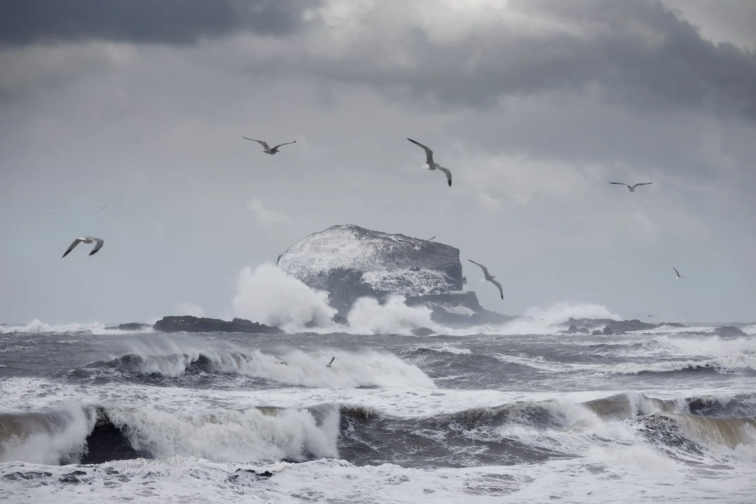 the birds, the bass &amp; the beast