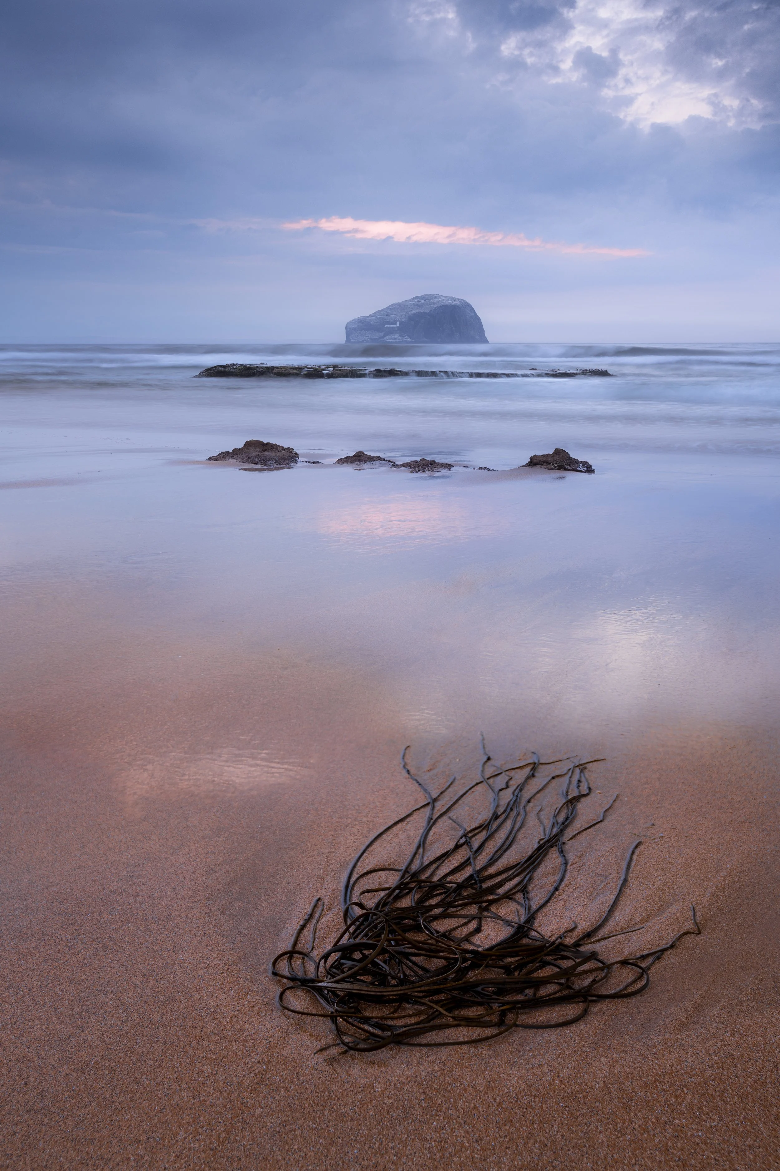 seaclii, seaweed &amp; the bass