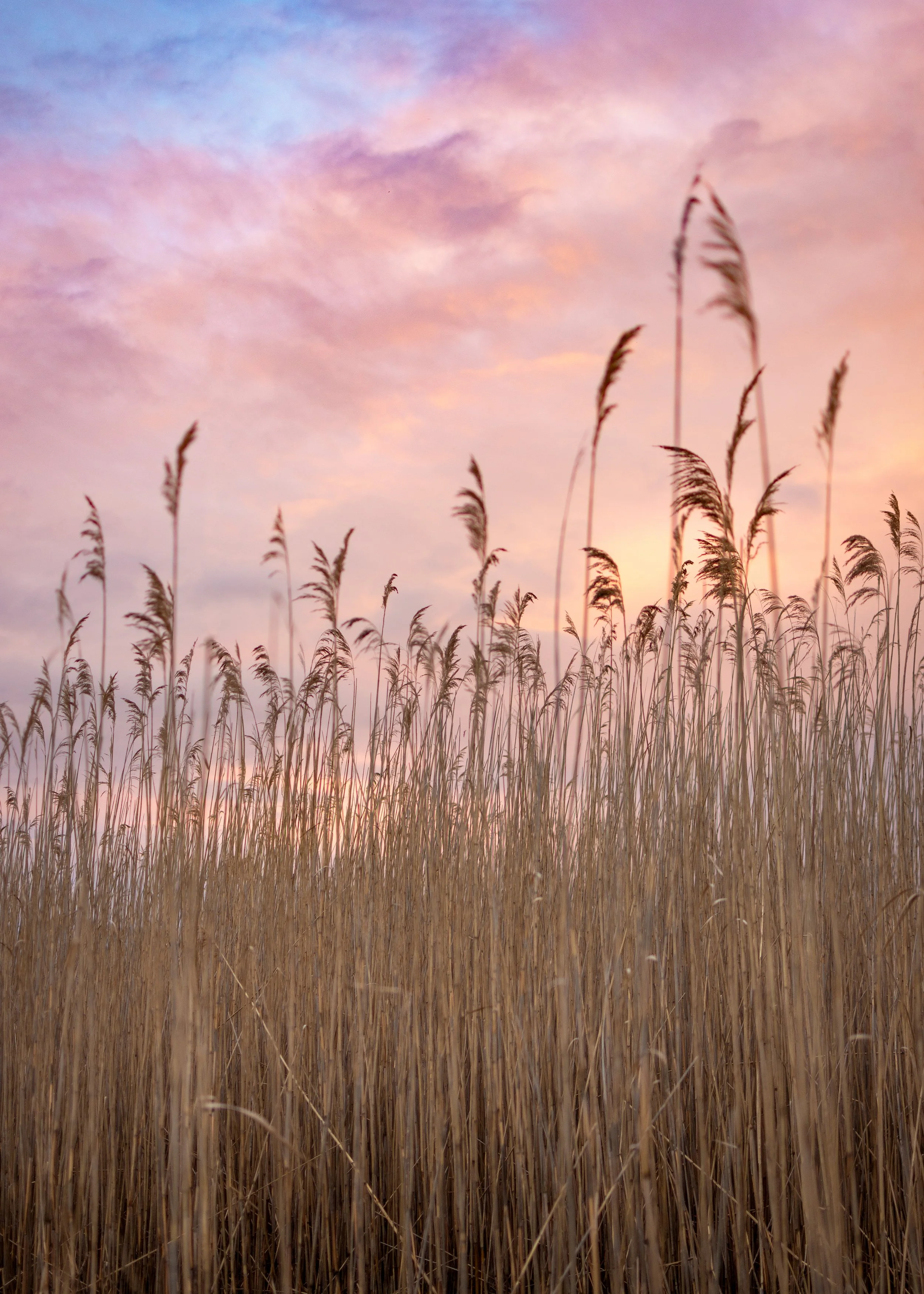 candy floss &amp; reeds