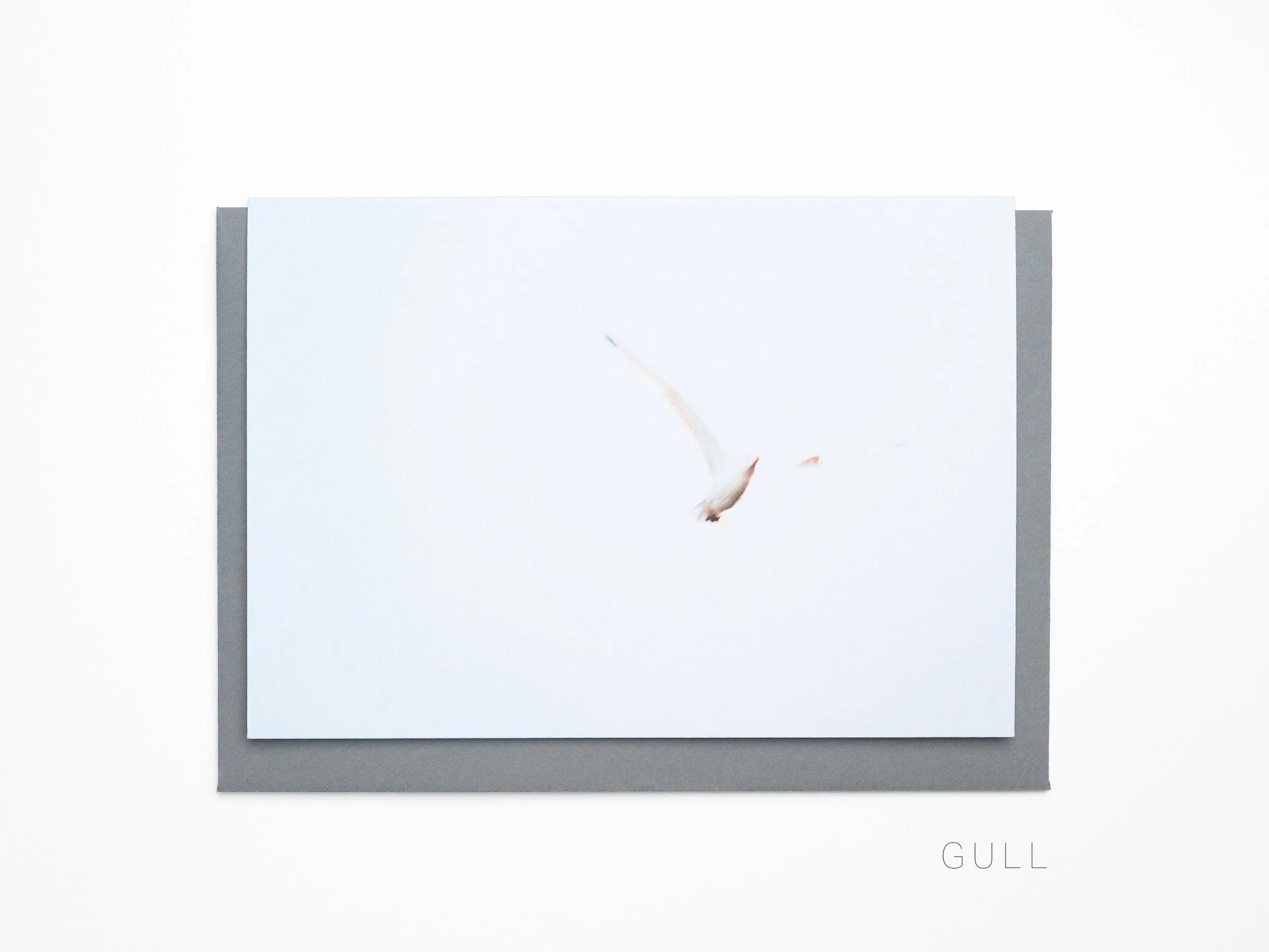 GC2026-Gull(WS).jpg