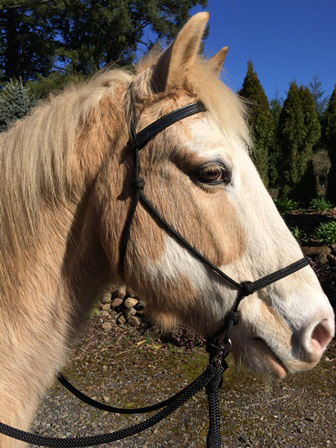 All-In-One Bitless Bridle 6 web.jpg