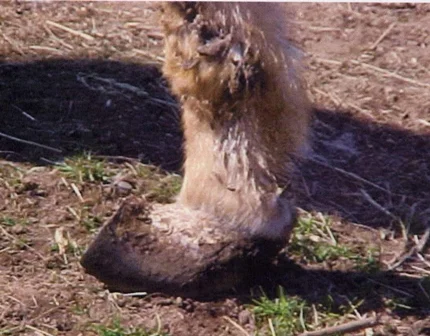 Benny's hoof hack sawed off...........