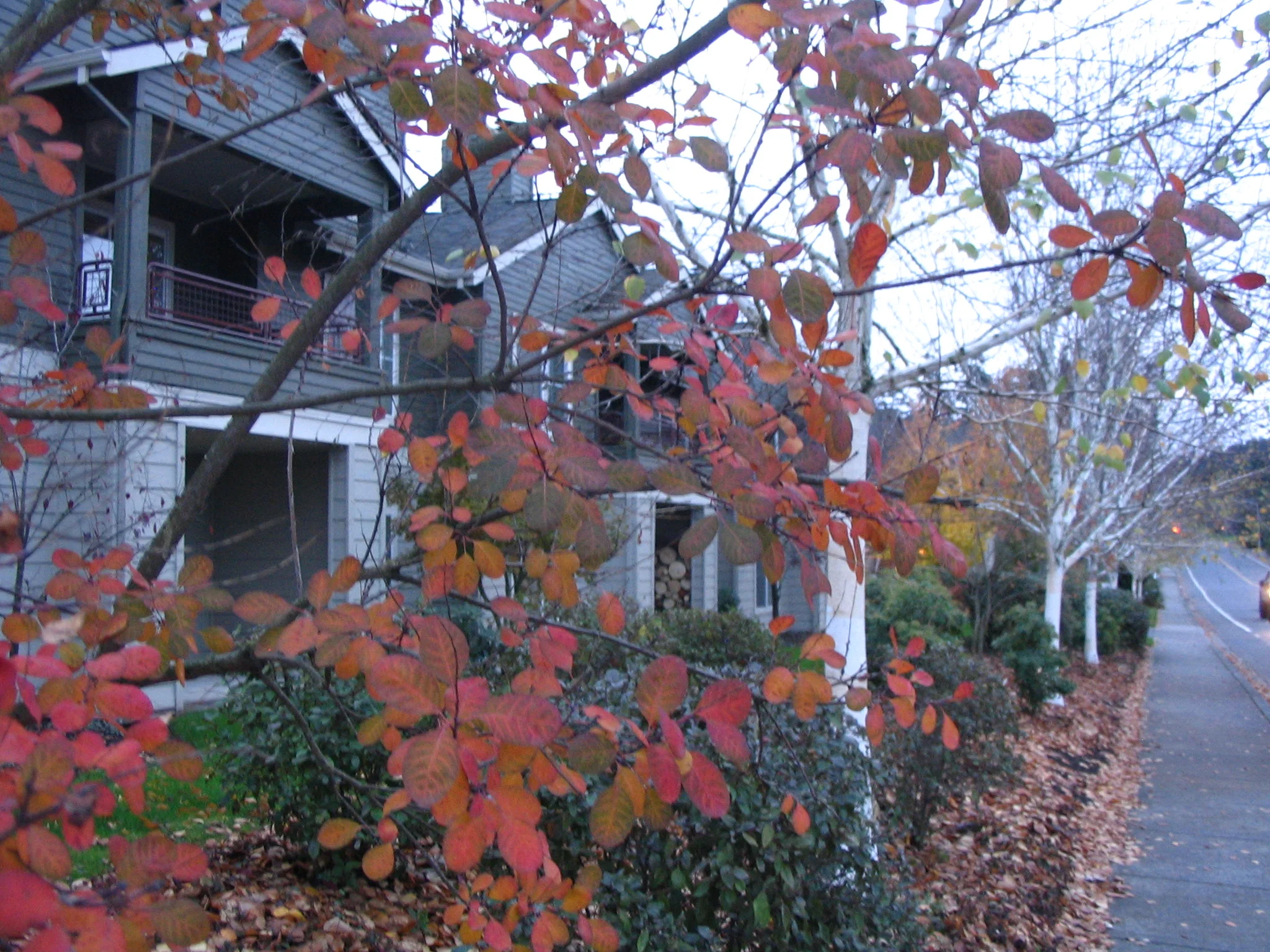 IMG_3942.jpg