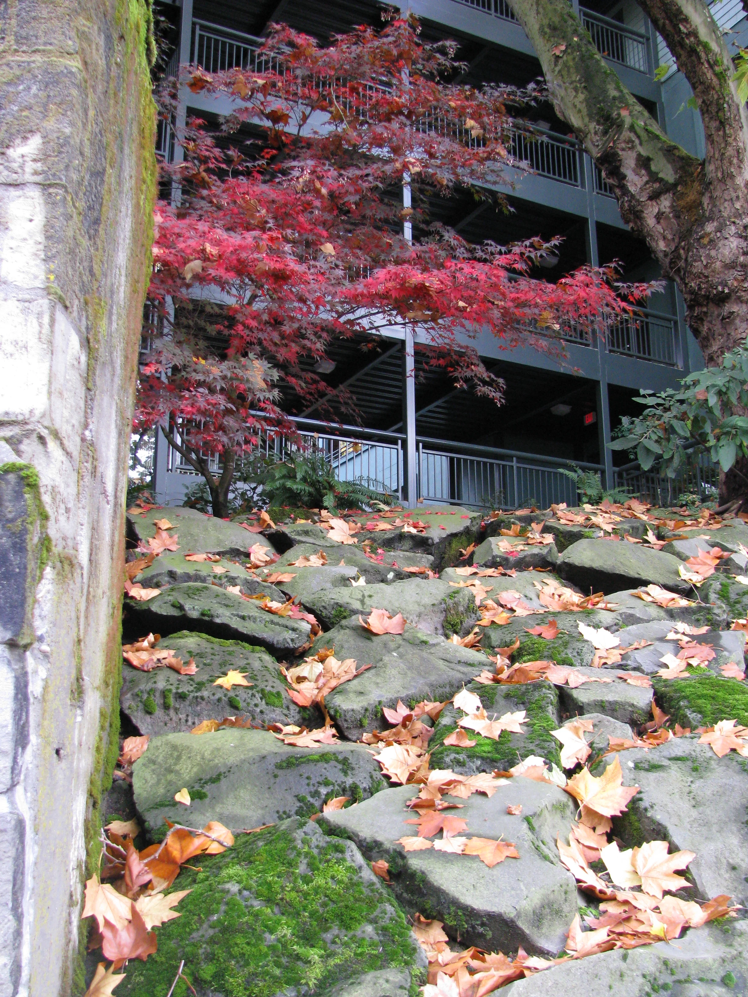 Arbor Vista Nov 08 006.jpg