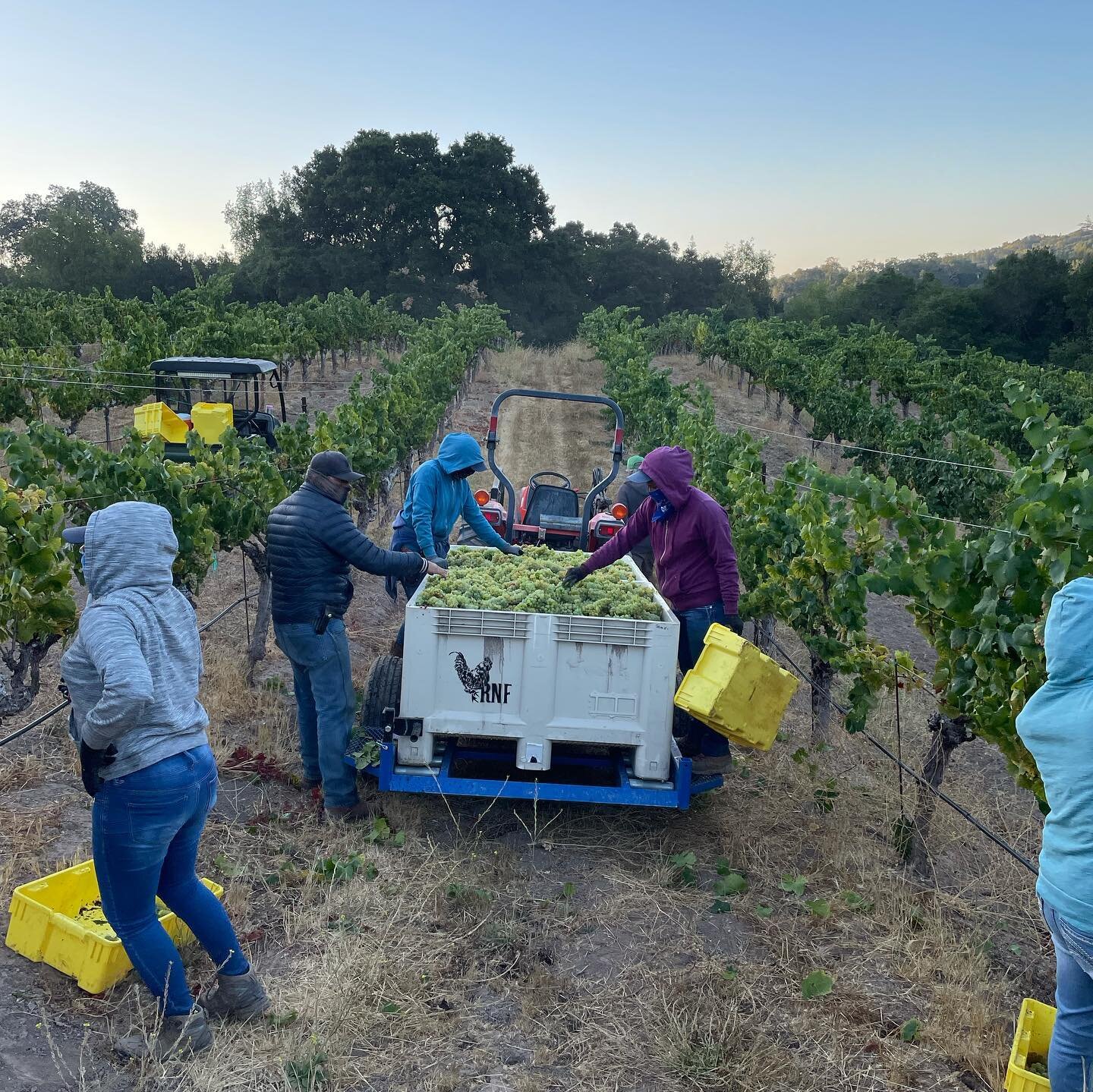 We&rsquo;re very excited about our first harvest at our new &ldquo;estate&rdquo; vineyard - Mcbride Chardonnay. Hillary and I took over farming of this 2.5 acre vineyard down the road from The Farm this year.  For the first time in its 40 years it wa