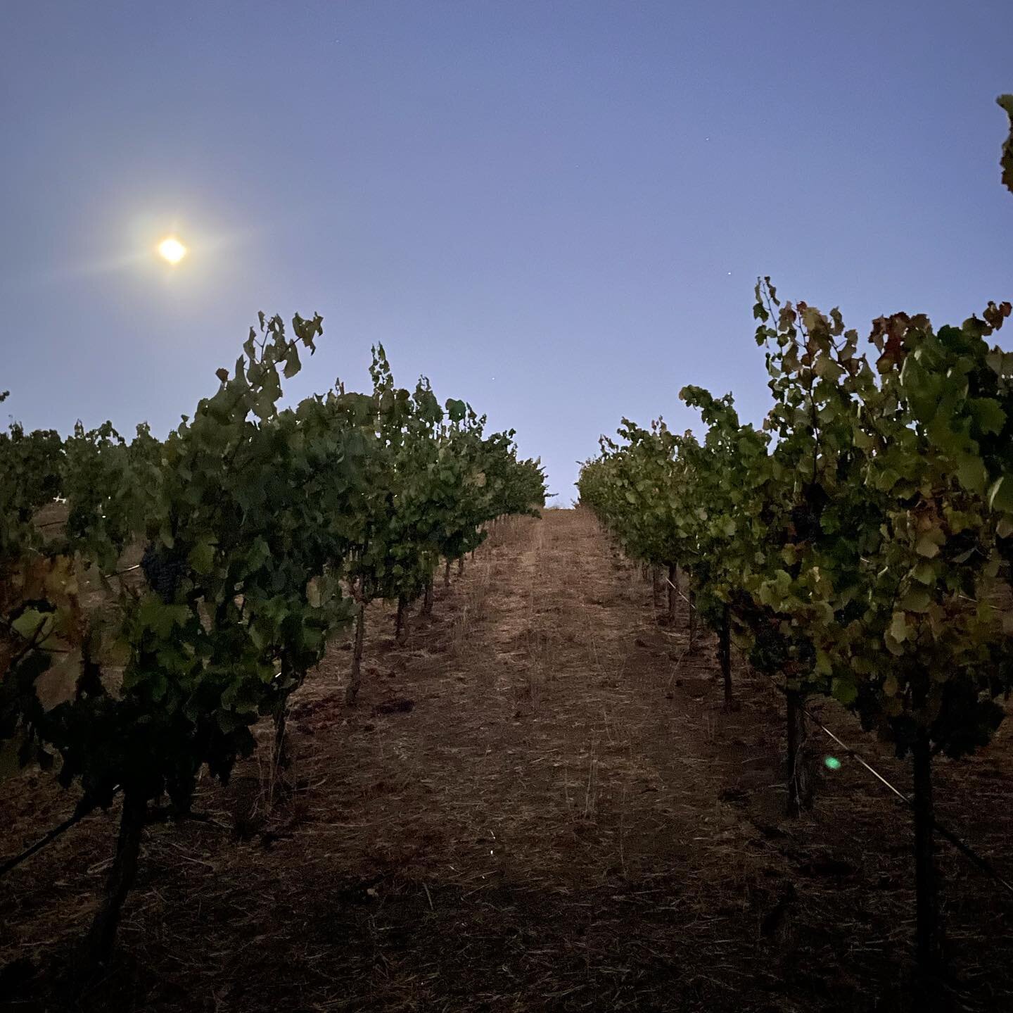 A little moonlight sampling this morning at RNF. Second pick of the season coming Saturday, including my favorite block - The Noble Savage (see pic 2) - headtrained, ownrooted, dry farmed Grenache. This block is where our 2018 Hokum hails from. #nofi