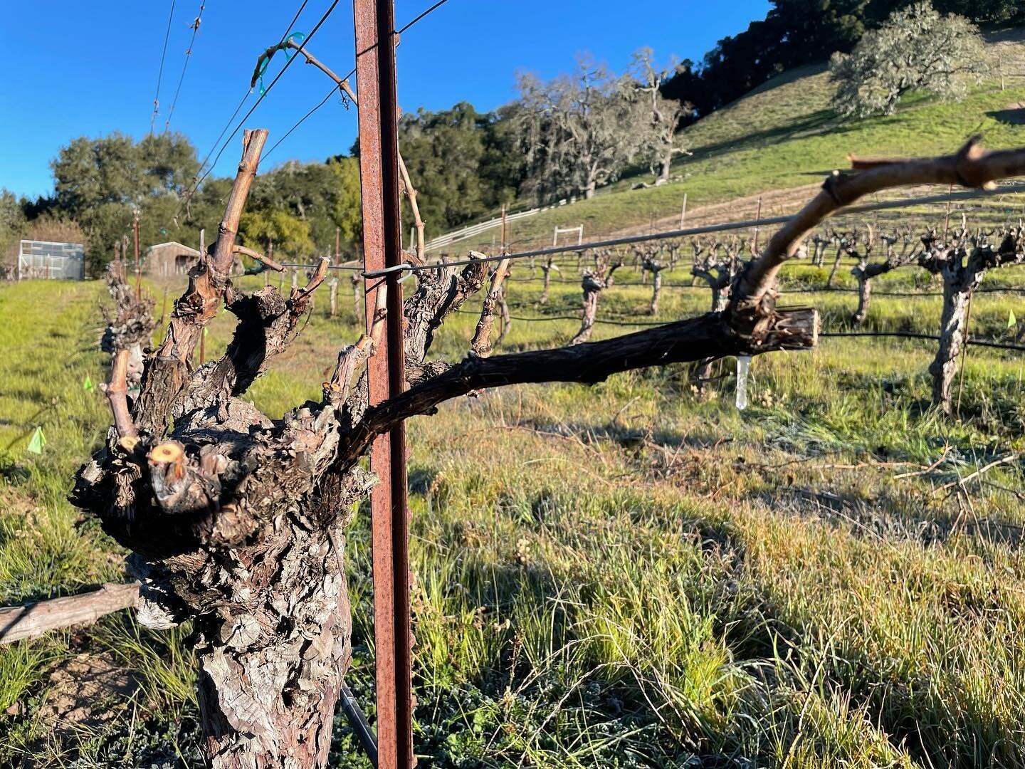 Frosty morning pruning 42-yr-old Chardonnay vines in York Mountain. The sap is freezing just as it&rsquo;s emerging from the pruning cuts.