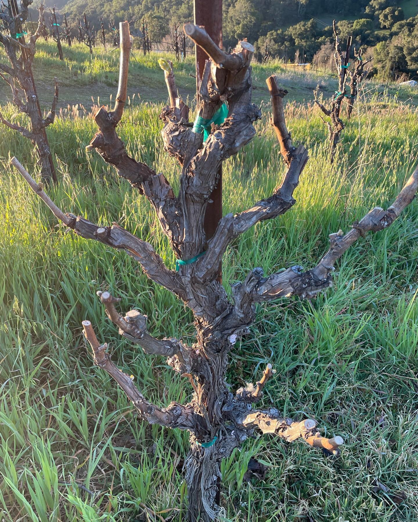 And so it begins&hellip;This is our 10th vintage farming grapes at the Royal Nonesuch Farm - and every year she keeps us on our toes. Yesterday we spotted the first buds to break, but not in the block that normally kicks things off. We call this bloc