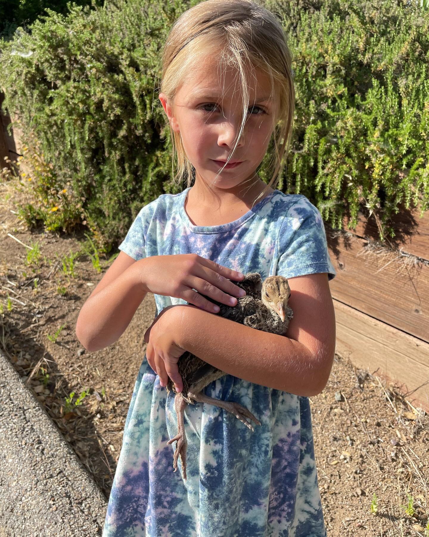 Royal Nonesuch Farm - now home to Ramona&rsquo;s baby bird orphanage. Today she added a baby wild turkey to her flock that includes the blue jays she found last week.
