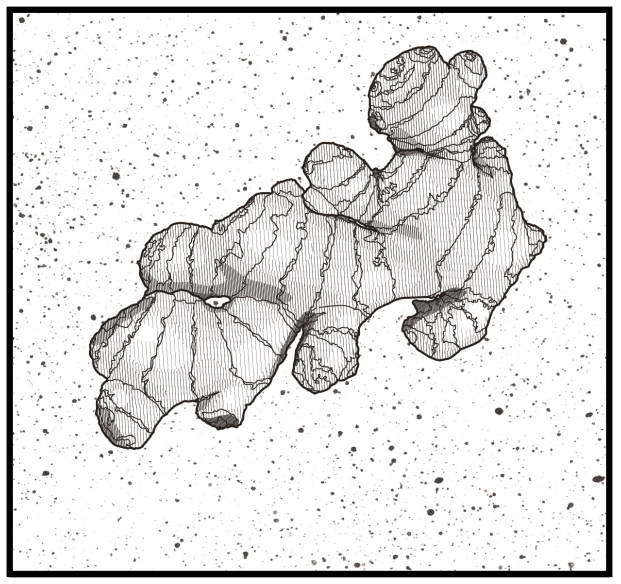 ginger-root.png