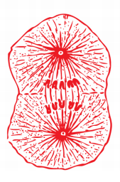 cell-4.png