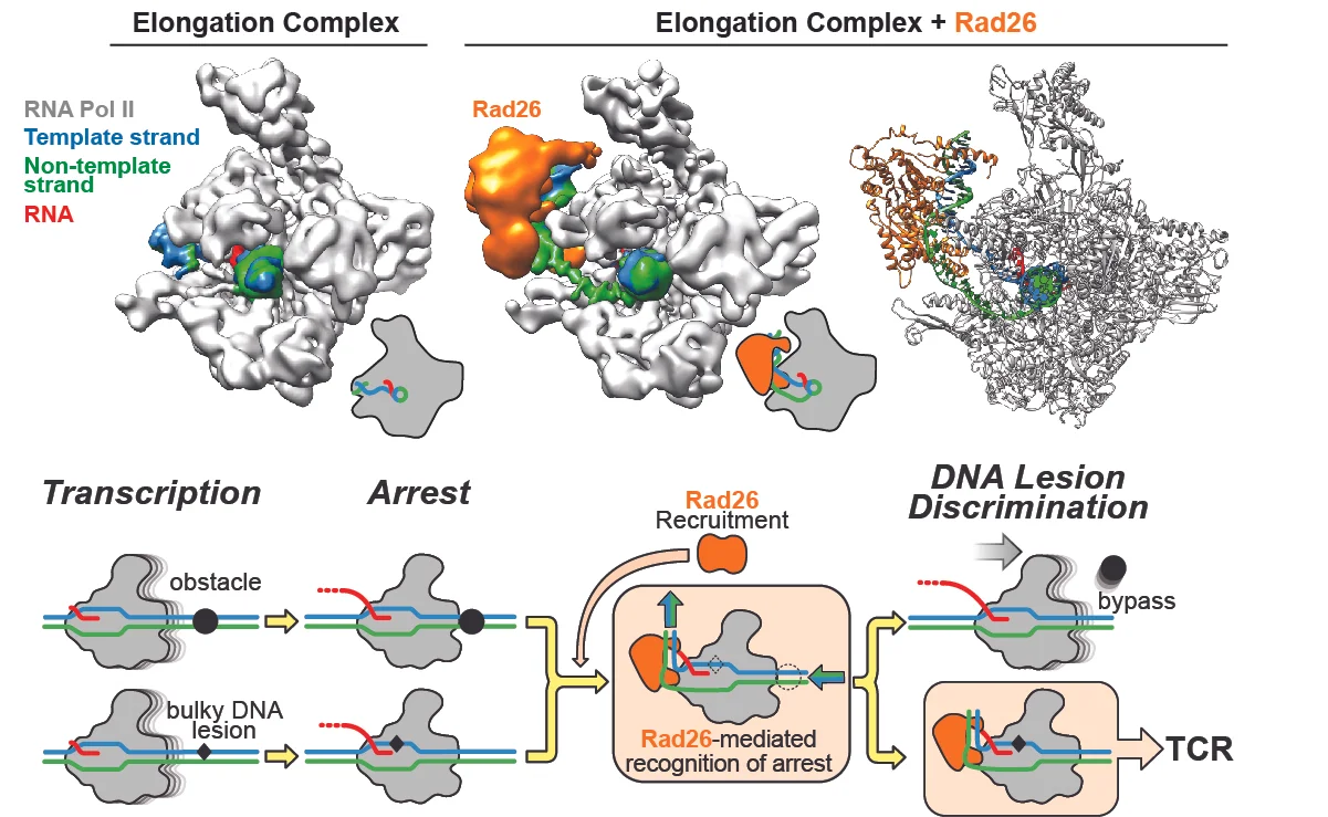 CSB/Rad26 uses its Swi2/Snf2 translocase activity to help RNA Polymerase II overcome obstacles that do not need to be repaired, but cannot help it bypass DNA damage. The top row shows cryo-EM maps for an Elongation Complex alone (left) and bound to Rad26 (middle). The atomic model for the complex is shown to the right. Below is our proposed model for TCR initiation. Rad26 is recruited to stalled RNPII's, where its translocase activity can help it bypass certain obstacles. Because Rad26 cannot help RNPII bypass DNA damage, we propose that the unusual structure of the complex (with the Rad26-induced bend in the DNA behind the polymerase) would recruit TCR factors for DNA repair.