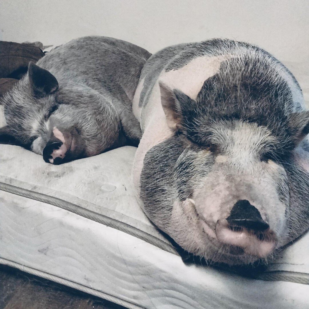 🟪Amber&rsquo;s Refuge Call to Action🟪

I&rsquo;m in contact with an amazing pig mom who has just escaped domestic violence near Deland Florida. We are in need of immediate fosters for 2 adult pigs, ideally within 2-3 hour radius so mom can visit. B