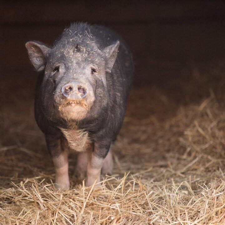 I love ChubChub&rsquo;s smile 😍
#petpigsofinstagram #petpig #friendsnotfood #pigtopia #veganfortheanimals #pigsanctuary #minipig #pigrescue #ambersrefuge