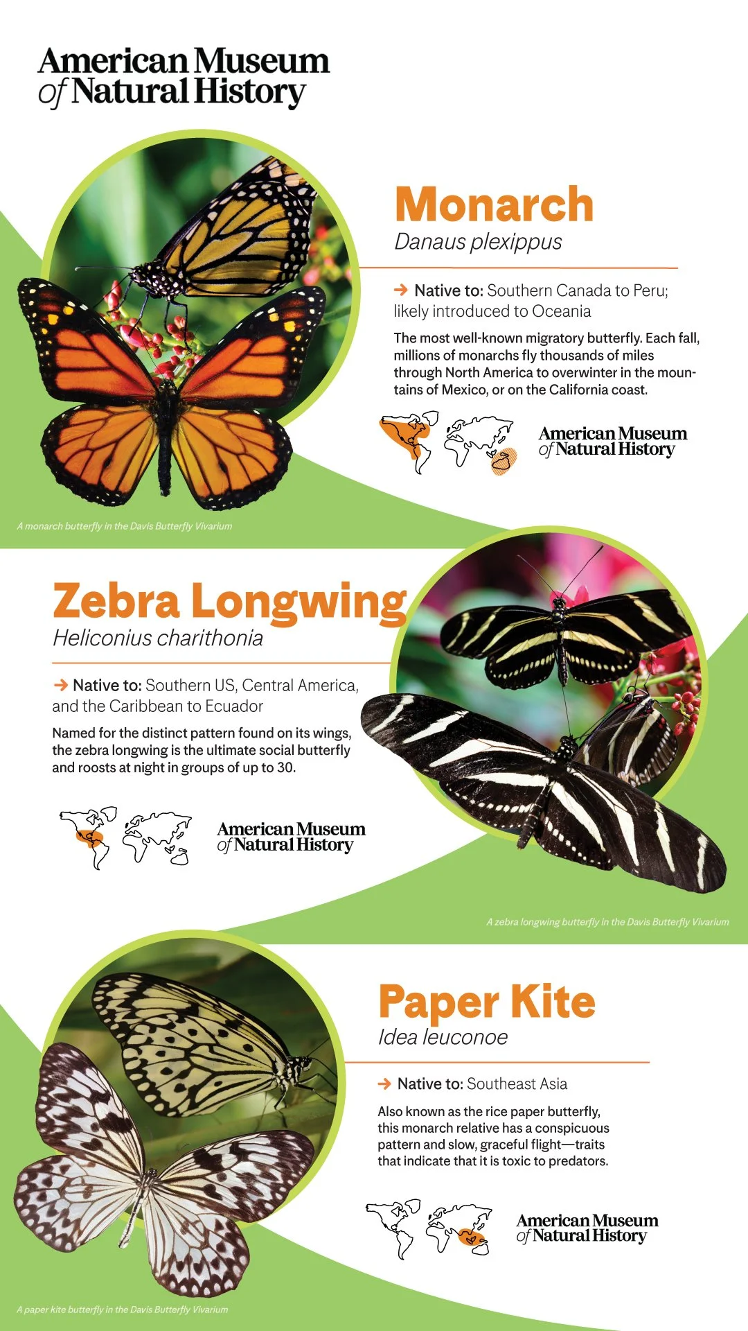 AMNH_ButterflyAdoption_001.jpg