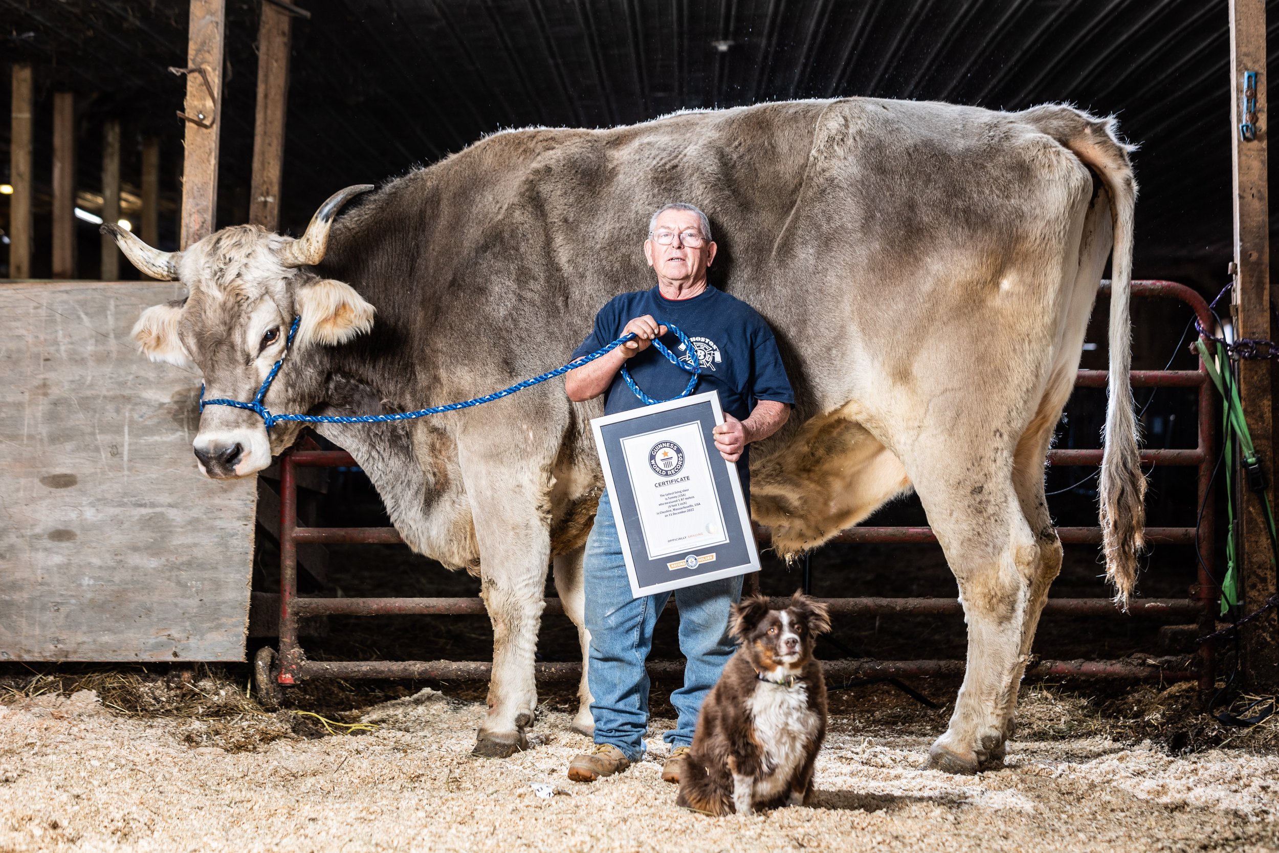 Tommy The Steer
