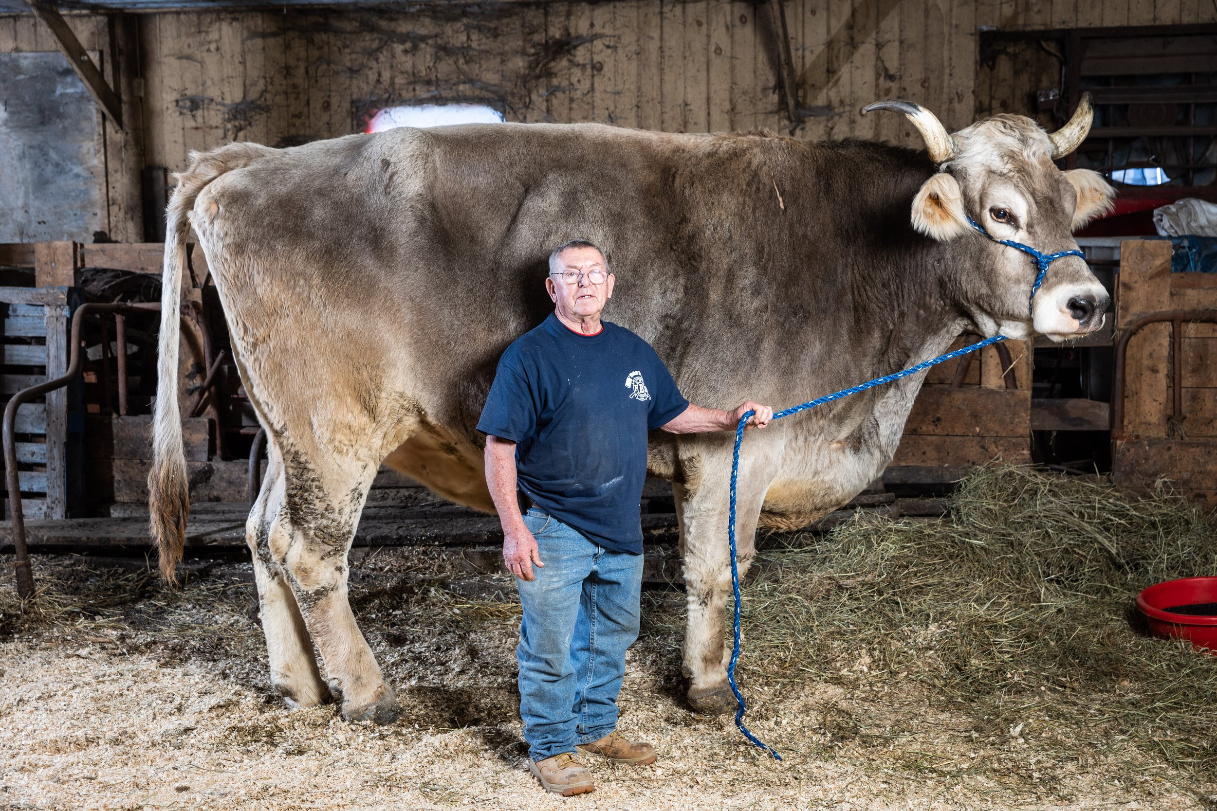 Tommy The Steer-124.jpg