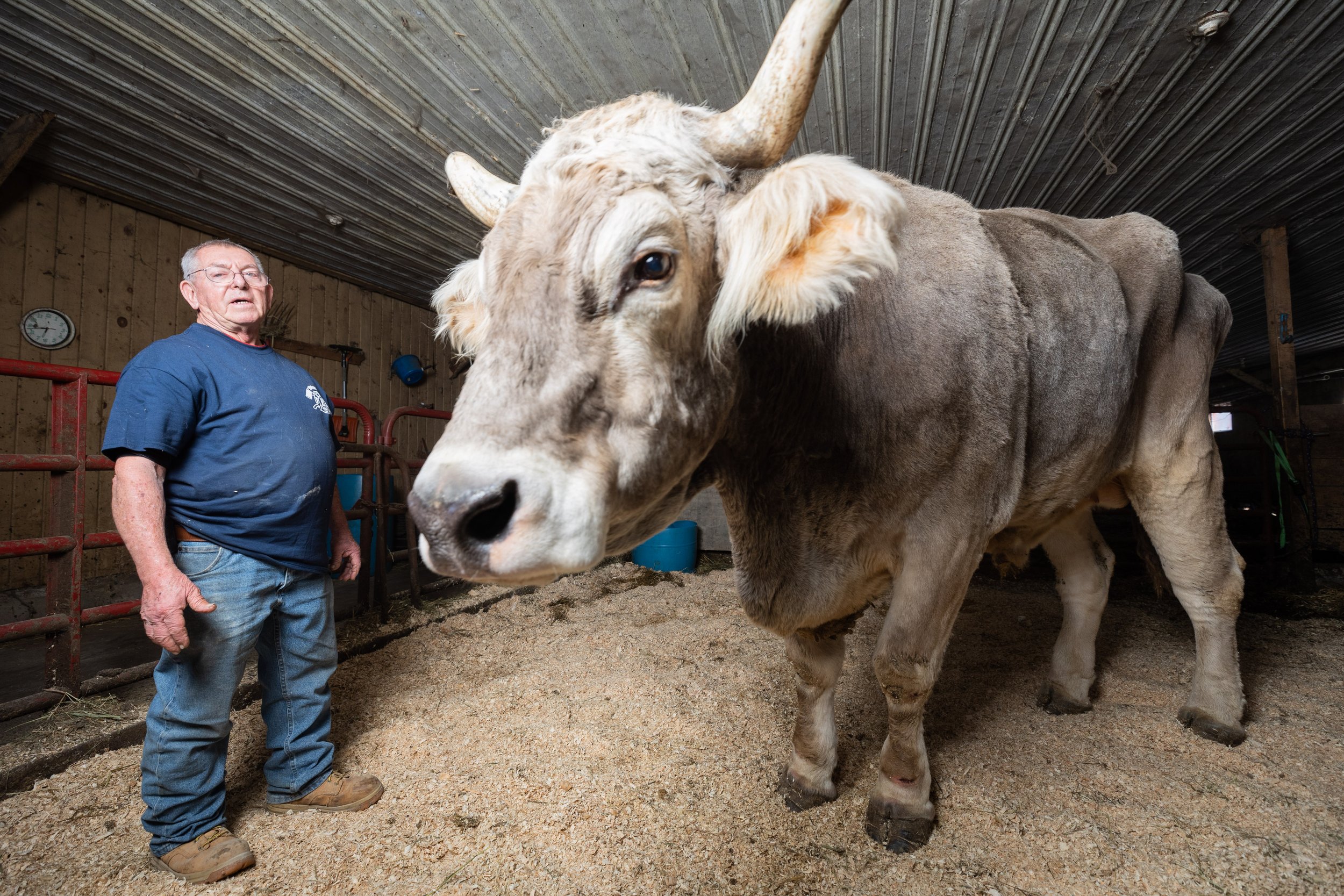 Tommy The Steer-12.jpg
