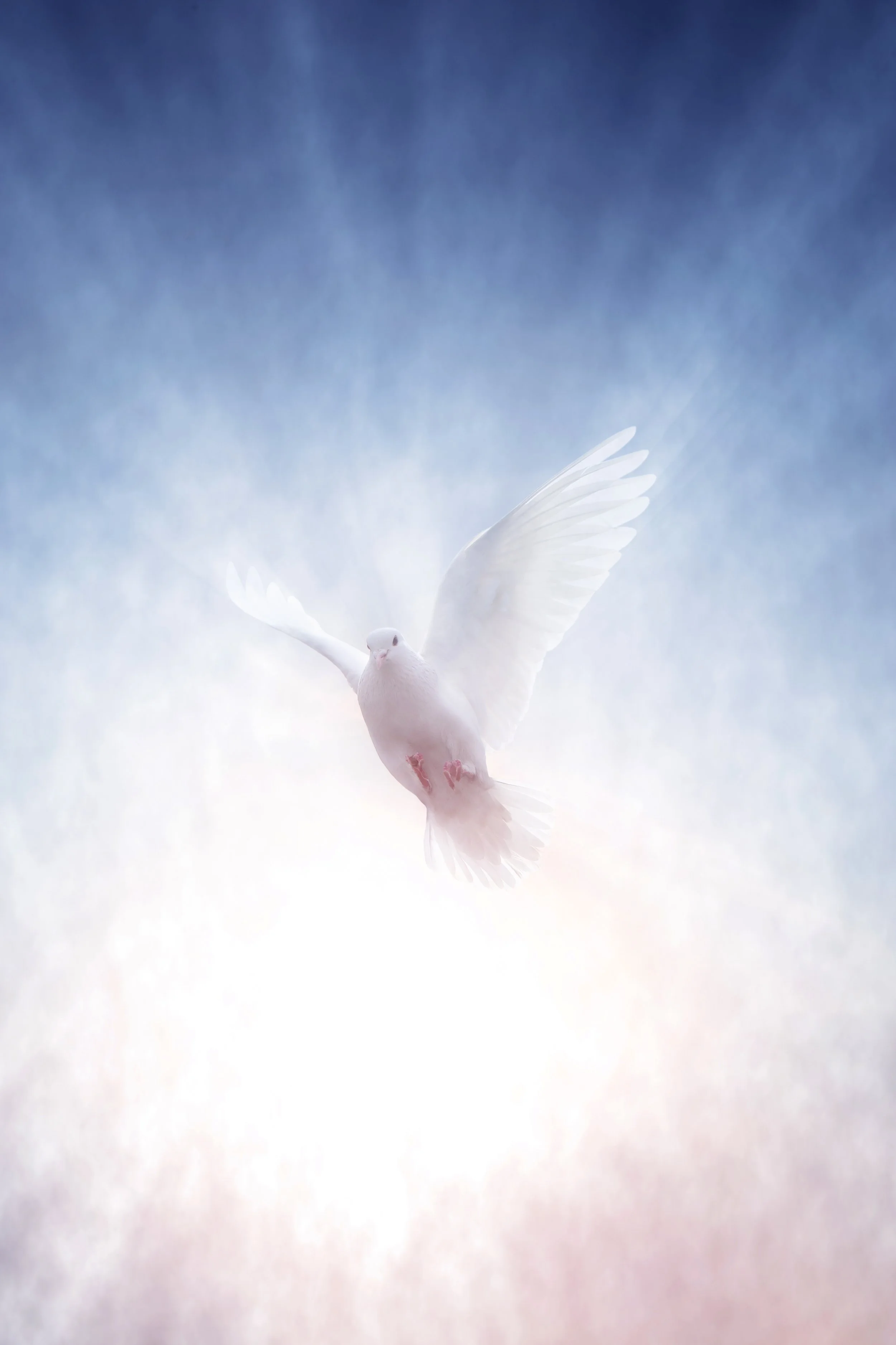 Dove.jpg