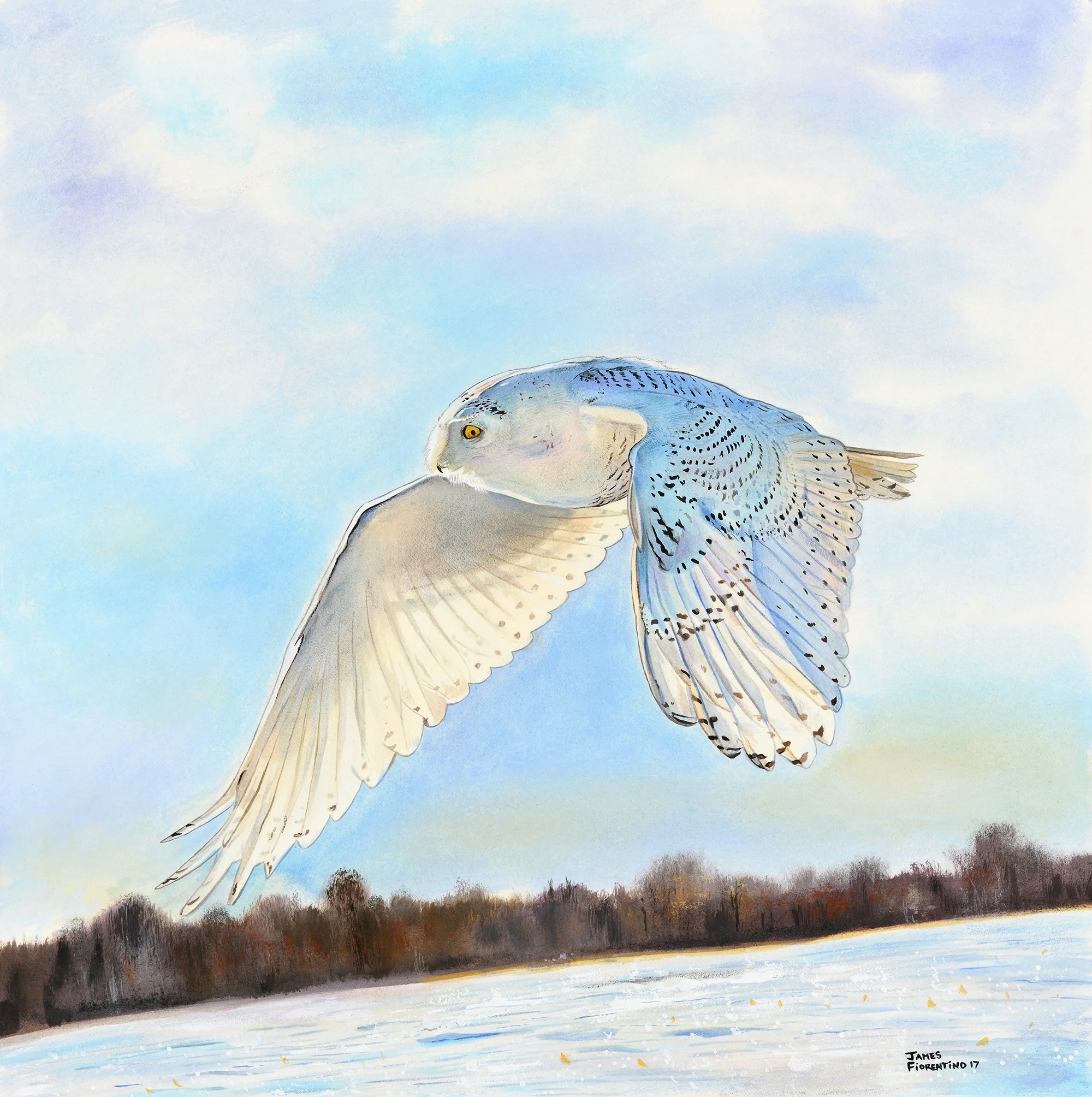 snowyowlart (1).jpeg