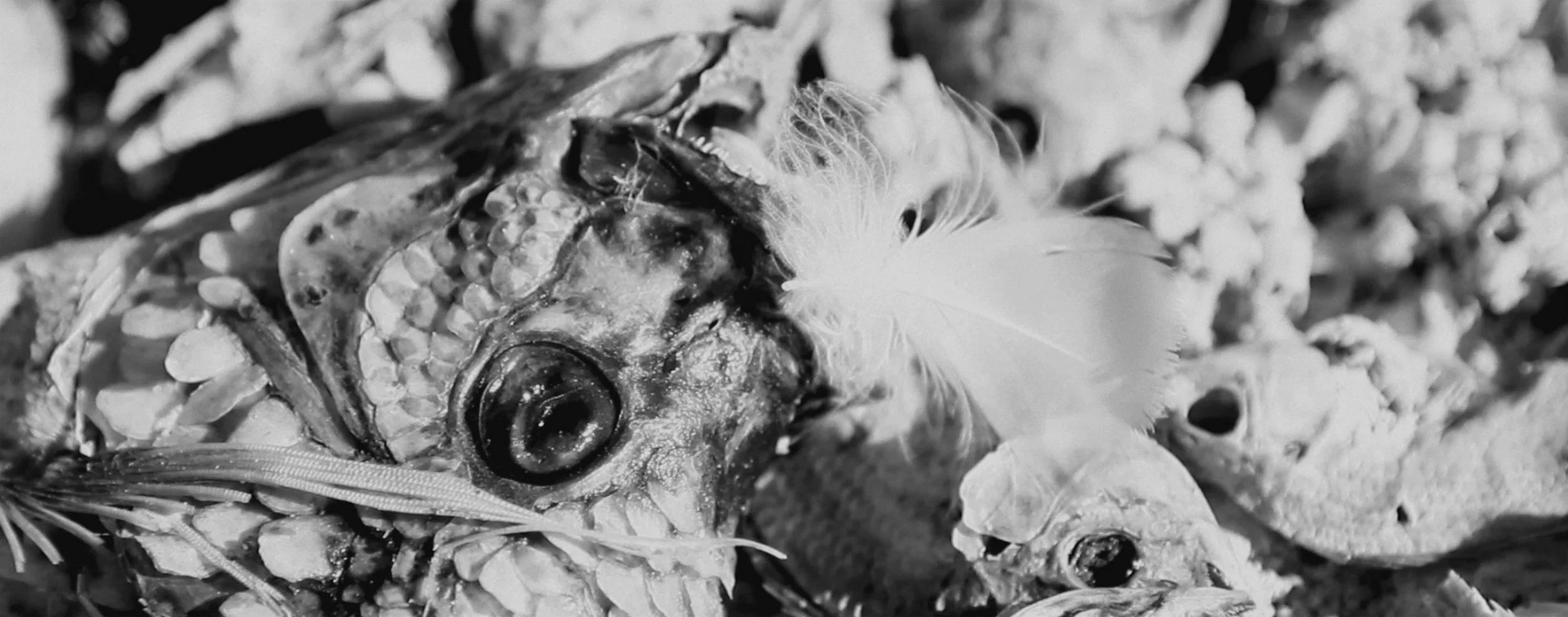 Still from La Mujer y el Pescado ( The Mujer and the Fish ), Ilana Coleman (2014).