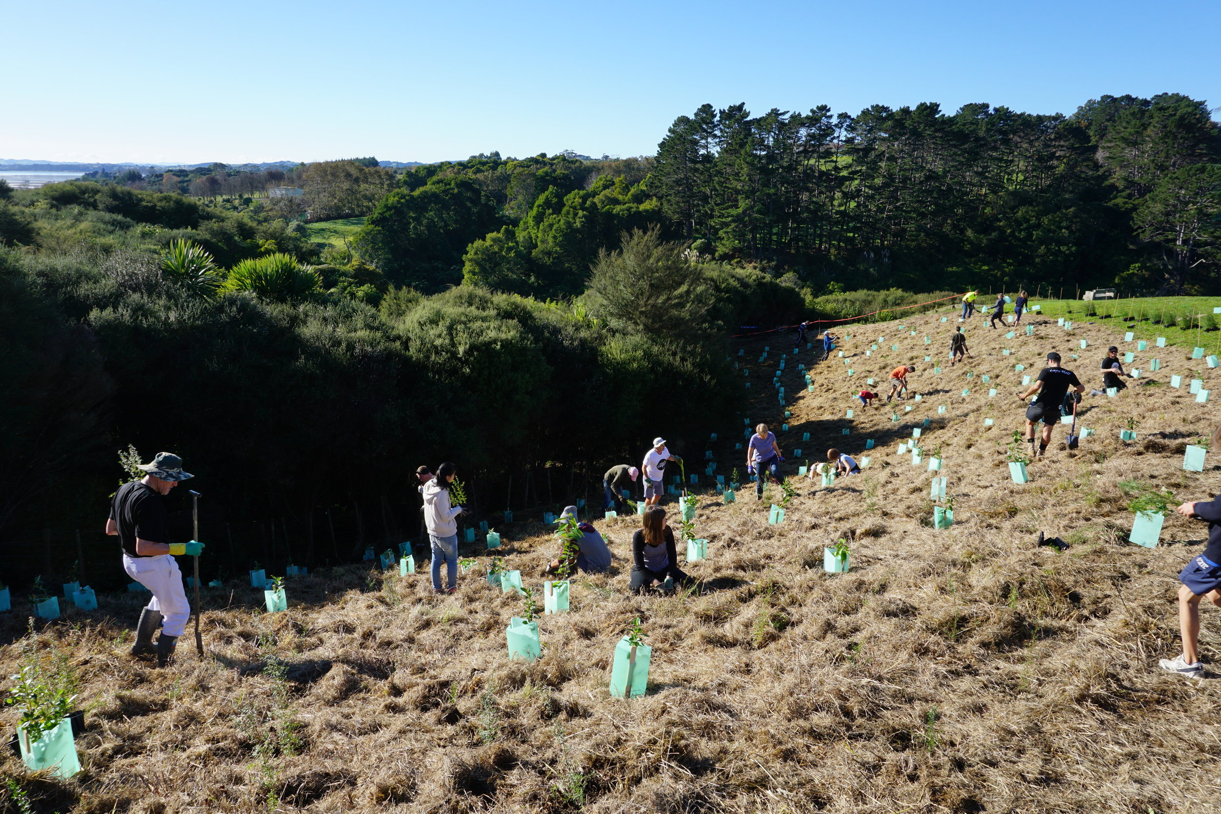 Planting Trees Auckland Mangemangeroa