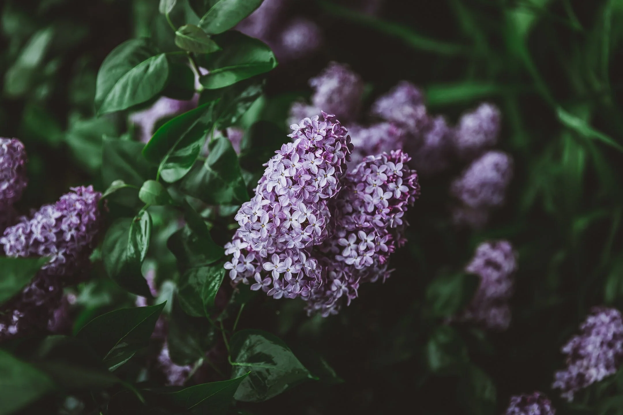 lilac-bush-via-chewslocal.com_.jpg