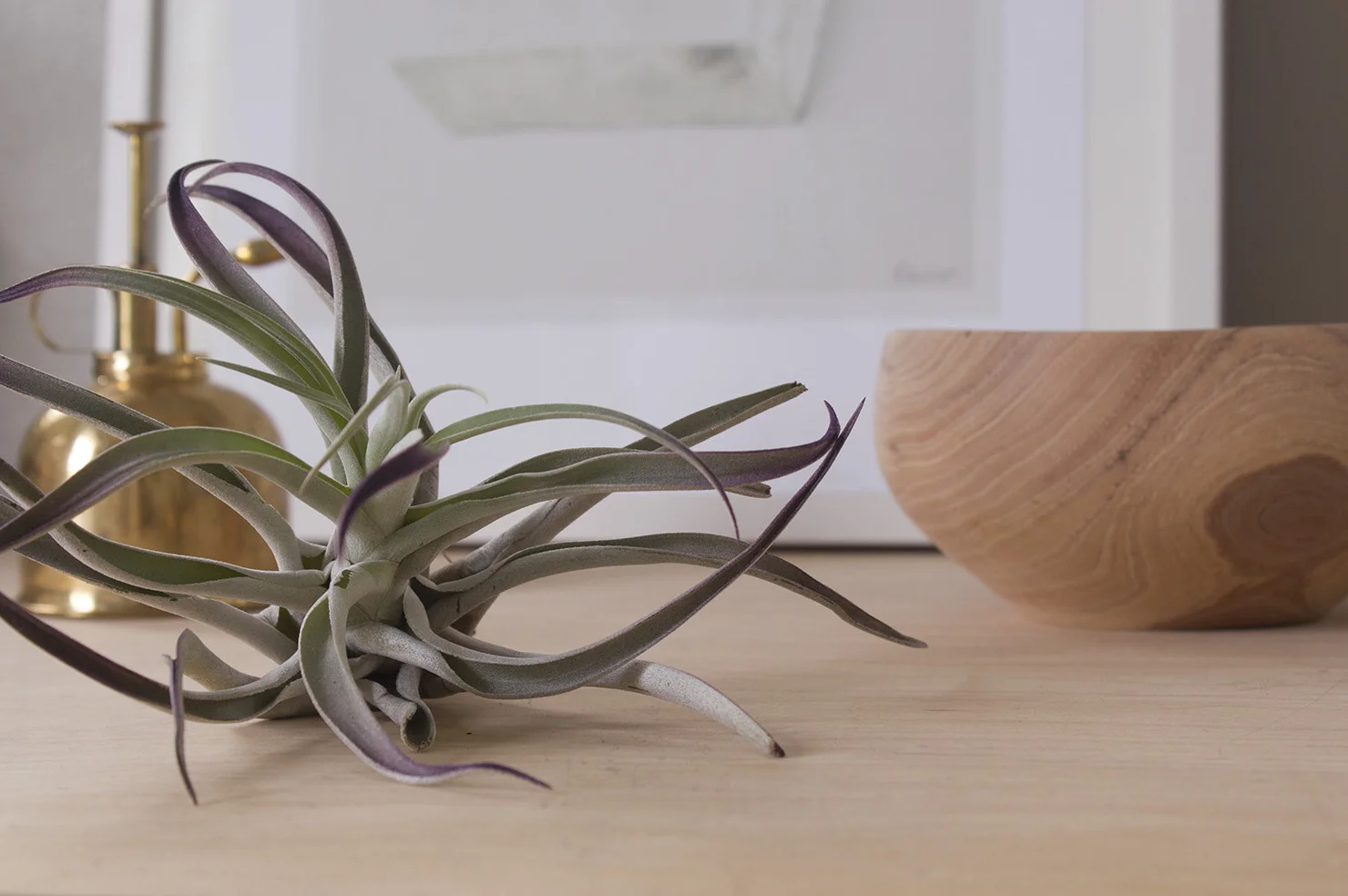 Air plant care.jpg